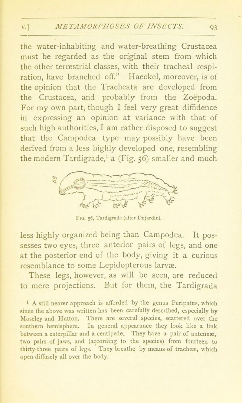 the water-inhabiting and water-breathing Crustacea must be regarded as the original stem from which the other terrestrial classes, with their tracheal respi- ration, have branched off.” Haeckel, moreover, is of the opinion that the Tracheata are developed from the Crustacea, and probably from the Zoepoda. For my own part, though I feel very great diffidence in expressing an opinion at variance with that of such high authorities, I am rather disposed to suggest that the Campodea type may possibly have been derived from a less highly developed one, resembling the modern Tardigrade,1 a (Fig. 56) smaller and much less highly organized being than Campodea. It pos- sesses two eyes, three anterior pairs of legs, and one at the posterior end of the body, giving it a curious resemblance to some Lepidopterous larvae. These legs, however, as will be seen, are reduced to mere projections. But for them, the Tardigrada 1 A still nearer approach is afforded by the genus Peripatus, which since the above was written has been carefully described, especially by Moseley and Hutton. There are several species, scattered over the southern hemisphere. In general appearance they look like a link between a caterpillar and a centipede. They have a pair of antennae, two pairs of jaws, and (according to the species) from fourteen to thirty-three pairs of legs. They breathe by means of tracheae, which open diffusely all over the body.
