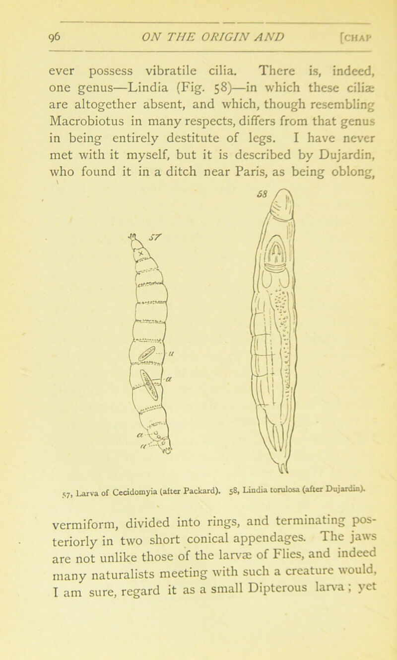 ever possess vibratile cilia. There is, indeed, one genus—Lindia (Fig. 58)—in which these cilia; are altogether absent, and which, though resembling Macrobiotus in many respects, differs from that genus in being entirely destitute of legs. I have never met with it myself, but it is described by Dujardin, who found it in a ditch near Paris, as being oblong. 57, Larva of Cecidomyia (after Packard). 58, Lindia tonilosa (after Dujardin). vermiform, divided into rings, and terminating pos- teriorly in two short conical appendages. The jaws are not unlike those of the larvae of Flies, and indeed many naturalists meeting with such a creature would, I am sure, regard it as a small Dipterous larva ; yet
