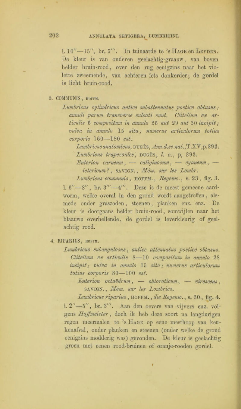 1. 10—15, br. 5'. In tuinaarde te ’sIIage en Leyden. De kleur is van onderen geelachtig-graauw, van boven beider bruin-rood, over den rug eenigzins naar liet vio- lette zwcemende, van achteren iets donkerder; de gordel is licht bruin-rood. 3. COMMUNIS, hoffm. Lumineus cylindricus antice sulattenuatus postice ohtusus; annuli parum transverse sulcati sunt. Clitellum ex ar- ticulis 6 compositum in annulo 26 aut 29 aut 30 incipit; vulva in annulo 15 sita; numerus articulorum totius corporis 160—180 est. Lumbricusanatomicus, dugès, Ann.d.sc.nat.,T.XV,p. 29 3. Lumbricus trapezoïdes, dugès, l. c., p, 293. Enterion carneum, — caliginosum, — cyaneum, — ictericum ?, savign. , Mém. sur les Jjombr. Lumbricus communis, hoffm., Regemos. 23, fig. 3. 1. 6—8 , br. 3'—4'. Deze is de meest gemeene aard- worm, welke overal in den grond wordt aangetroffen, als- mede onder graszoden, steenen, planken enz. enz. De kleur is doorgaans helder bruin-rood, somwijlen naar het blaauwe overhellende, de gordel is leverkleurig of geel- achtig rood. 4. RIPARIUS, hoffm. Lumbricus subangulosus, antice attenuatus postice ohtusus. Clitellum ex articulis 8—10 compositum in annulo 28 incipit; vulva in annulo 15 sita; numerus articulorum totius corporis 80—100 est. Enterion octaëdrum, — chlorolicum, — virescens, savign. , Mém. sur les Lombrics. Lumbricus riparius, hoffm. , die llegenw., s. 30 , fig. 4. 1. 2—5, br. 3'. Aan den oevers van vijvers enz. vol- gens Iloffmeister, doch ik heb deze soort na langdurigen regen meermalen te ’s Hage op eene mesthoop van keu- kenafval, onder planken en steenen (onder welke de grond eenigzins modderig was) gevonden. De kleur is geelachtig groen met eenen rood-bruinen of oranje-rooden gordel.