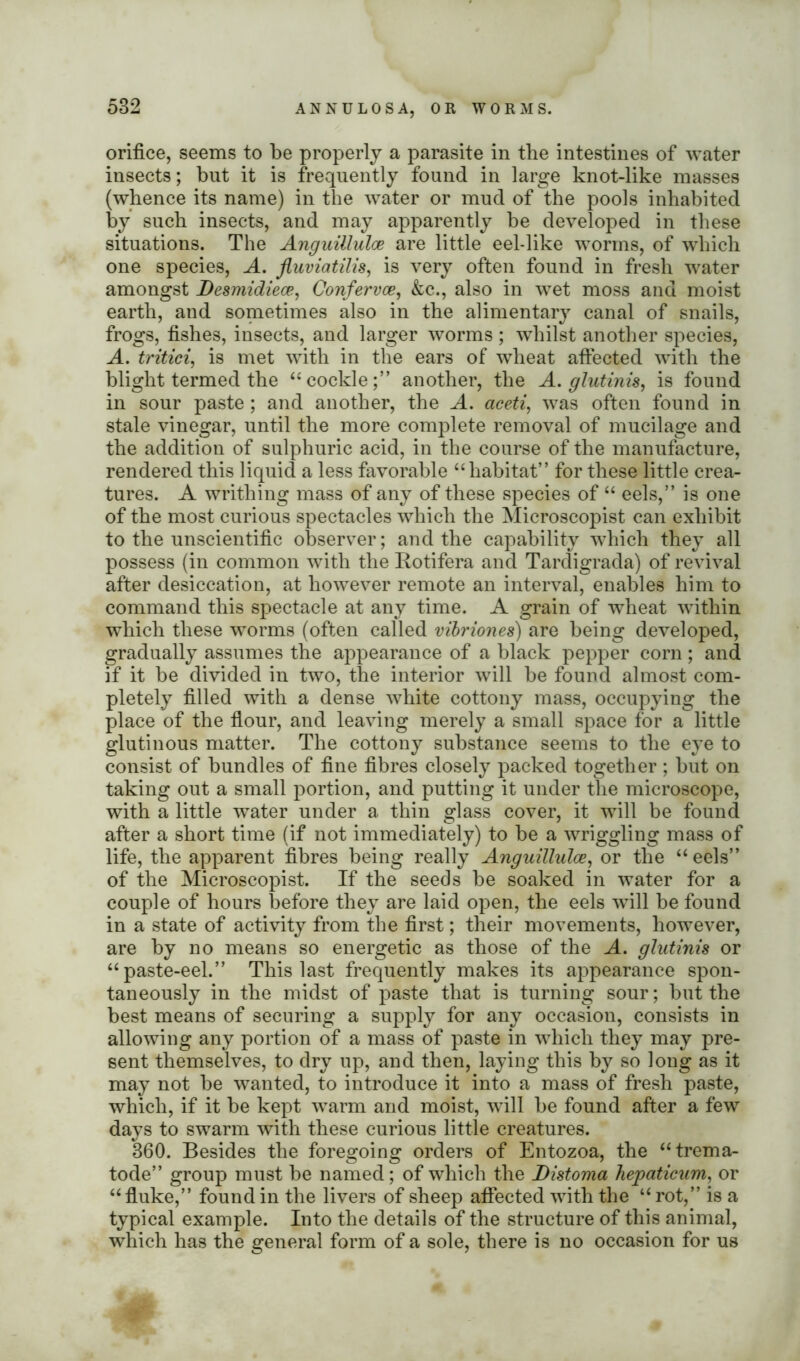 orifice, seems to be properly a parasite in the intestines of water insects; but it is frequently found in large knot-like masses (whence its name) in the water or mud of the pools inhabited by such insects, and may apparently be developed in these situations. The Anguillulce are little eel-like worms, of which one species, A. fluviatilis, is very often found in fresh water amongst Desmidiece, Confervce, &c., also in wet moss and moist earth, and sometimes also in the alimentary canal of snails, frogs, fishes, insects, and larger worms ; whilst another species, A. tritici, is met with in the ears of wheat affected with the blight termed the “ cockleanother, the A. glutinis, is found in sour paste ; and another, the A. aceti, was often found in stale vinegar, until the more complete removal of mucilage and the addition of sulphuric acid, in the course of the manufacture, rendered this liquid a less favorable “ habitat” for these little crea- tures. A writhing mass of any of these species of “ eels,” is one of the most curious spectacles which the Microscopist can exhibit to the unscientific observer; and the capability which they all possess (in common with the Rotifera and Tardigrada) of revival after desiccation, at however remote an interval, enables him to command this spectacle at any time. A grain of wheat within which these worms (often called vibriones) are being developed, gradually assumes the appearance of a black pepper corn ; and if it be divided in two, the interior will be found almost com- pletely filled with a dense white cottony mass, occupying the place of the flour, and leaving merely a small space for a little glutinous matter. The cottony substance seems to the eye to consist of bundles of fine fibres closely packed together ; but on taking out a small portion, and putting it under the microscope, with a little water under a thin glass cover, it will be found after a short time (if not immediately) to be a wriggling mass of life, the apparent fibres being really Anguillulce, or the “eels” of the Microscopist. If the seeds be soaked in water for a couple of hours before they are laid open, the eels will be found in a state of activity from the first; their movements, however, are by no means so energetic as those of the A. glutinis or “paste-eel.” This last frequently makes its appearance spon- taneously in the midst of paste that is turning sour; but the best means of securing a supply for any occasion, consists in allowing any portion of a mass of paste in which they may pre- sent themselves, to dry up, and then, laying this by so long as it may not be wanted, to introduce it into a mass of fresh paste, which, if it be kept warm and moist, will be found after a few days to swarm with these curious little creatures. 360. Besides the foregoing orders of Entozoa, the “trema- tode” group must be named; of which the Distoma hepaticum, or “fluke,” found in the livers of sheep affected with the “ rot,” is a typical example. Into the details of the structure of this animal, which has the general form of a sole, there is no occasion for us