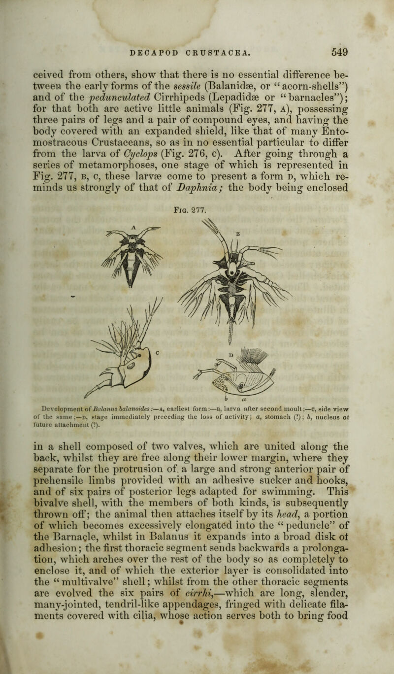 ceived from others, show that there is no essential difference be- tween the early forms of the sessile (Balanidse, or “ acorn-shells”) and of the pedunculated Cirrhipeds (Lepadidse or “ barnacles’’); for that both are active little animals (Fig. 277, a), possessing three pairs of legs and a pair of compound eyes, and having the body covered with an expanded shield, like that of many Ento- mostracous Crustaceans, so as in no essential particular to differ from the larva of Cyclops (Fig. 276, c). After going through a series of metamorphoses, one stage of which is represented in Fig. 277, b, c, these larvae come to present a form d, which re- minds us strongly of that of Daphnia ; the body being enclosed Development ofBalanus balanoides:—a, earliest form:—b, larva after second moult;—c, side view of the same d, stage immediately preceding the loss of activity; a, stomach (?); b, nucleus ot future attachment (?). in a shell composed of two valves, which are united along the back, whilst they are free along their lower margin, where they separate for the protrusion of a large and strong anterior pair of prehensile limbs provided with an adhesive sucker and hooks, and of six pairs of posterior legs adapted for swimming. This bivalve shell, with the members of both kinds, is subsequently thrown off; the animal then attaches itself by its head, a portion of which becomes excessively elongated into the “ peduncle” of the Barnacle, whilst in Balanus it expands into a broad disk ot adhesion; the first thoracic segment sends backwards a prolonga- tion, which arches over the rest of the body so as completely to enclose it, and of which the exterior layer is consolidated into the “multivalve” shell; whilst from the other thoracic segments are evolved the six pairs of cirrhi,—which are long, slender, many-jointed, tendril-like appendages, fringed with delicate fila- ments covered with cilia, whose action serves both to bring food Fig. 277.
