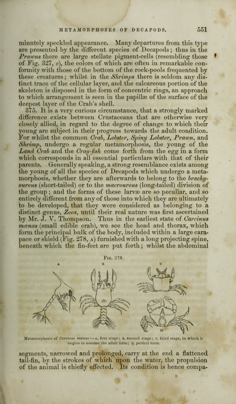 minutely speckled appearance. Many departures from this type are presented by the different species of Decapods; thus in the Prawns there are large stellate pigment-cells (resembling those * of Fig. 327, <?), the colors of which are often in remarkable con- formity with those of the bottom of the rock-pools frequented by these creatures; whilst in the Shrimps there is seldom any dis- tinct trace of the cellular layer, and the calcareous portion of the skeleton is disposed in the form of concentric rings, an approach to which arrangement is seen in the papillae of the surface of the deepest layer of the Crab’s shell. 375. It is a very curious circumstance, that a strongly marked difference exists between Crustaceans that are otherwise very closely allied, in regard to the degree of change to which their young are subject in their progress towards the adult condition. For whilst the common Crab, Lobster, Spiny Lobster, Prawn, and Shrimp, undergo a regular metamorphosis, the young of the Land Crab and the Cray-fish come forth from the egg in a form which corresponds in all essential particulars with that of their parents. Generally speaking, a strong resemblance exists among the young of all the species of Decapods which undergo a meta- morphosis, whether they are afterwards to belong to the brachy- ourous (short-tailed) or to the maerourous (long-tailed) division of the group; and the forms of these larvae are so peculiar, and so entirely different from any of those into which they are ultimately to be developed, that they were considered as belonging to a distinct genus, Zoea, until their real nature was first ascertained by Mr. J. Y. Thompson. Thus in the earliest state of Carcinus mcenas (small edible crab), we see the head and thorax, which form the principal bulk of the body, included within a large cara- pace or shield (Fig. 278, a) furnished with a long projecting spine, beneath which the fin-feet are put forth; whilst the abdominal Fig. 278. A B C Metamorphosis of Carcinus mcenas:— a, first stage; b, second stage; c, third stage, in which it begins to assume the adult form; d, perfect form. segments, narrowed and prolonged, carry at the end a flattened tail-fin, by the strokes of which upon the water, the propulsion of the animal is chiefly effected. Its condition is hence compa-