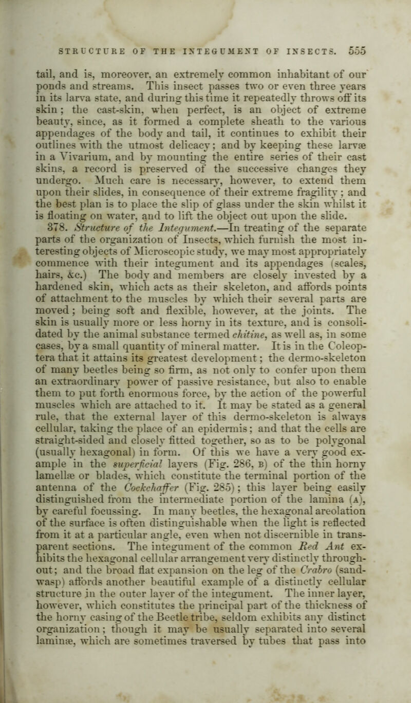tail, and is, moreover, an extremely common inhabitant of our ponds and streams. This insect passes two or even three years in its larva state, and during this time it repeatedly throws oft' it3 skin; the cast-skin, when perfect, is an object of extreme beauty, since, as it formed a complete sheath to the various appendages of the body and tail, it continues to exhibit their outlines with the utmost delicacy; and by keeping these larvae in a Vivarium, and by mounting the entire series of their cast skins, a record is preserved of the successive changes they undergo. Much care is necessary, however, to extend them upon their slides, in consequence of their extreme fragility; and the best plan is to place the slip of glass under the skin whilst it is floating on water, and to lift the object out upon the slide. 378. Structure of the Integument.—In treating of the separate parts of the organization of Insects, which furnish the most in- teresting objects of Microscopic study, we may most appropriately commence with their integument and its appendages (scales, hairs, &c.) The body and members are closely invested by a hardened skin, which acts as their skeleton, and affords points of attachment to the muscles by which their several parts are moved; being soft and flexible, however, at the joints. The skin is usually more or less horny in its texture, and is consoli- dated by the animal substance termed chitine, as well as, in some cases, by a small quantity of mineral matter. It is in the Coleop- tera that it attains its greatest development; the dermo-skeleton of many beetles being so firm, as not only to confer upon them an extraordinary power of passive resistance, hut also to enable them to put forth enormous force, by the action of the powerful muscles which are attached to it. It may be stated as a general rule, that the external layer of this dermo-skeleton is always cellular, taking the place of an epidermis; and that the cells are straight-sided and closely fitted together, so a3 to he polygonal (usually hexagonal) in form. Of this we have a very good ex- ample in the superficial layers (Fig. 286, b) of the thin horny lamellae or blades, which constitute the terminal portion of the antenna of the Cockchaffer (Fig. 285); this layer being easily distinguished from the intermediate portion of the lamina (a), by careful focussing. In many beetles, the hexagonal areolation of the surface is often distinguishable when the light is reflected from it at a particular angle, even when not discernible in trans- parent sections. The integument of the common Red Ant ex- hibits the hexagonal cellular arrangement very distinctly through- out ; and the broad flat expansion on the leg of the Crabro (sand- wasp) affords another beautiful example of a distinctly cellular structure in the outer layer of the integument. The inner layer, however, which constitutes the principal part of the thickness of the horny casing of the Beetle tribe, seldom exhibits any distinct organization; though it may be usually separated into several laminae, which are sometimes traversed by tubes that pass into