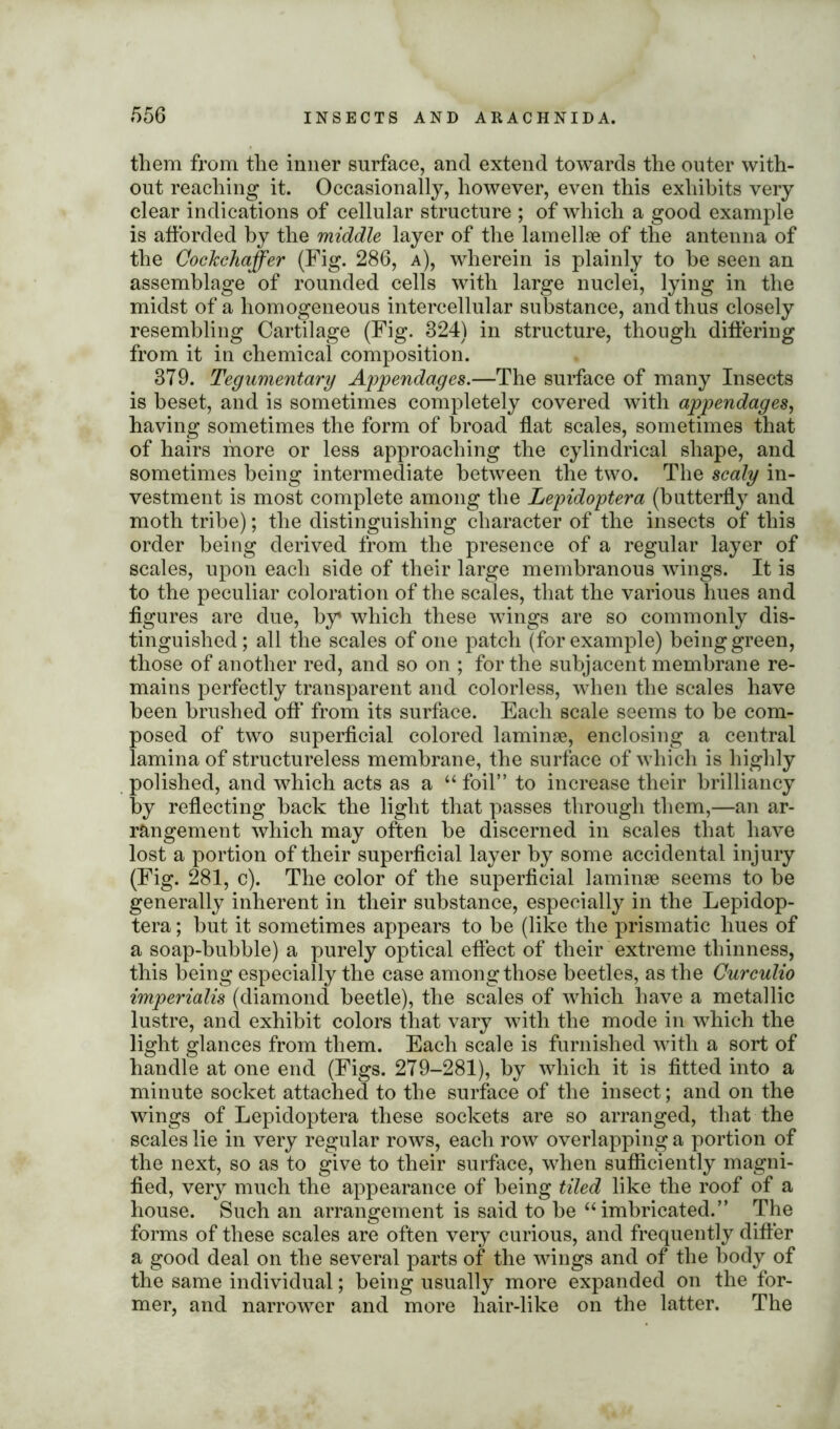 them from the inner surface, and extend towards the outer with- out reaching it. Occasionally, however, even this exhibits very clear indications of cellular structure ; of which a good example is afforded by the middle layer of the lamellae of the antenna of the Cockchaffer (Fig. 286, a), wherein is plainly to be seen an assemblage of rounded cells with large nuclei, lying in the midst of a homogeneous intercellular substance, and thus closely resembling Cartilage (Fig. 824) in structure, though differing from it in chemical composition. 879. Tegumentary Appendages.—The surface of many Insects is beset, and is sometimes completely covered with appendages, having sometimes the form of broad flat scales, sometimes that of hairs more or less approaching the cylindrical shape, and sometimes being intermediate between the two. The scaly in- vestment is most complete among the Lepidoptera (butterfly and moth tribe); the distinguishing character of the insects of this order being derived from the presence of a regular layer of scales, upon each side of their large membranous wings. It is to the peculiar coloration of the scales, that the various hues and figures are due, by' which these wings are so commonly dis- tinguished ; all the scales of one patch (for example) being green, those of another red, and so on ; for the subjacent membrane re- mains perfectly transparent and colorless, when the scales have been brushed off from its surface. Each scale seems to be com- posed of two superficial colored laminae, enclosing a central lamina of structureless membrane, the surface of which is highly polished, and which acts as a “ foil” to increase their brilliancy by reflecting back the light that passes through them,—an ar- rangement which may often be discerned in scales that have lost a portion of their superficial layer by some accidental injury (Fig. 281, c). The color of the superficial laminae seems to be generally inherent in their substance, especially in the Lepidop- tera ; but it sometimes appears to be (like the prismatic hues of a soap-bubble) a purely optical effect of their extreme thinness, this being especially the case among those beetles, as the Curculio imperialis (diamond beetle), the scales of which have a metallic lustre, and exhibit colors that vary with the mode in which the light glances from them. Each scale is furnished with a sort of handle at one end (Figs. 279-281), by which it is fitted into a minute socket attached to the surface of the insect; and on the wings of Lepidoptera these sockets are so arranged, that the scales lie in very regular rows, each row overlapping a portion of the next, so as to give to their surface, when sufficiently magni- fied, very much the appearance of being tiled like the roof of a house. Such an arrangement is said to be “ imbricated.” The forms of these scales are often very curious, and frequently differ a good deal on the several parts of the wings and of the body of the same individual; being usually more expanded on the for- mer, and narrower and more hair-like on the latter. The
