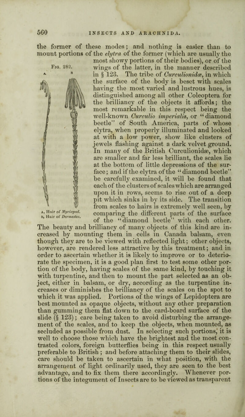 the former of these modes; and nothing is easier than to mount portions of the elytra of the former (which are usually the most showy portions of their bodies), or of the Fig. 282. wings of the latter, in the manner described in § 123. The tribe of Curculionidce, in which the surface of the body is beset with scales having the most varied and lustrous hues, is distinguished among all other Coleoptera for the brilliancy of the objects it affords; the most remarkable in this respect being the well-known Curculio imperialism or “ diamond beetle” of South America, parts of whose elytra, when properly illuminated and looked at with a low power, show like clusters of jewels flashing against a dark velvet ground. In many of the British Curculionidse, which are smaller and far less brilliant, the scales lie at the bottom of little depressions of the sur- face ; and if the elytra of the “ diamond beetle” be carefully examined, it will be found that each of the clusters of scales which are arranged upon it in rows, seems to rise out of a deep pit which sinks in by its side. The transition from scales to hairs is extremely well seen, by A, iiiiir of .Myriapod. comparing the different parts of the surface ot the “diamond beetle with each other. The beauty and brilliancy of many objects of this kind are in- creased by mounting them in cells in Canada balsam, even though they are to be viewed with reflected light; other objects, however, are rendered less attractive by this treatment; and in order to ascertain whether it is likely to improve or to deterio- rate the specimen, it is a good plan first to test some other por- tion of the body, having scales of the same kind, by touching it with turpentine, and then to mount the part selected as an ob- ject, either in balsam, or dry, according as the turpentine in- creases or diminishes the brilliancy of the scales on the spot to which it was applied. Portions of the wings of Lepidoptera are best mounted as opaque objects, without any other preparation than gumming them flat down to the card-board surface of the slide (§ 123); care being taken to avoid disturbing the arrange- ment of the scales, and to keep the objects, when mounted, as secluded as possible from dust. In selecting such portions,’ it is well to choose those which have the brightest and the most con- trasted colors, foreign butterflies being in this respect usually preferable to British ; and before attaching them to their slides, care should be taken to ascertain in what position, with the arrangement of light ordinarily used, they are seen to the best advantage, and to fix them there accordingly. Whenever por- tions of the integument of Insects are to be viewed as transparent