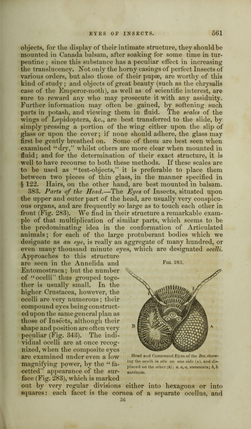 objects, for the display of their intimate structure, they should he mounted in Canada balsam, after soaking for some time in tur- pentine ; since this substance has a peculiar effect in increasing the translucency. Not only the horny casings of perfect Insects of various orders, but also those of their pupae, are worthy of this kind of study ; and objects of great beauty (such as the chrysalis case of the Emperor-moth), as well as of scientific interest, are sure to reward any who may prosecute it with any assiduity. Further information may often be gained, by softening such parts in potash, and viewing them in fluid. The scales of the wings of Lepidoptera, &c., are best transferred to the slide, by simply pressing a portion of the wing either upon the slip of glass or upon the cover; if none should adhere, the glass may first be gently breathed on. Some of them are best seen when examined “dry,” whilst others are more clear when mounted in fluid; and for the determination of their exact structure, it is well to have recourse to both these methods. If these scales are to be used as “test-objects,” it is preferable to place them between two pieces of thin glass, in the manner specified in § 122. Hair3, on the other hand, are best mounted in balsam. 383. Parts of the Head.—The Eyes of Insects, situated upon the upper and outer part of the head, are usually very conspicu- ous organs, and are frequently so large as to touch each other in front (Fig. 283). We find in their structure a remarkable exam- ple of that multiplication of similar parts, which seems to be the predominating idea in the conformation of Articulated animals; for each of the large protuberant bodies which we designate as an eye, is really an aggregate of many hundred, or even many thousand minute eyes, which are designated ocelli. Approaches to this structure are seen in the Annelida and Entomostraca; but the number of “ocelli” thus grouped toge- ther is usually small. In the • Crustacea, however, the ocelli are very numerous; their compound eyes being construct- ed upon the same general plan as those of Insects, although their shape and position are often very peculiar (Fig. 343). The indi- vidual ocelli are at once recog- nized, when the composite eyes are examined under even a low magnifying power, by the “ fa- cetted” appearance of the sur- face (Fig. 283), which is marked out by very regular divisions squares: each facet is the cornea of a separate ocellus, and 36 Fig. 283. Head and Compound Eyes of the Bee. show- in? the ocelli in situ on one side (a), and dis- placed on the other (b); a, a,a, stemmata; b,b. antennae. either into hexagons or into