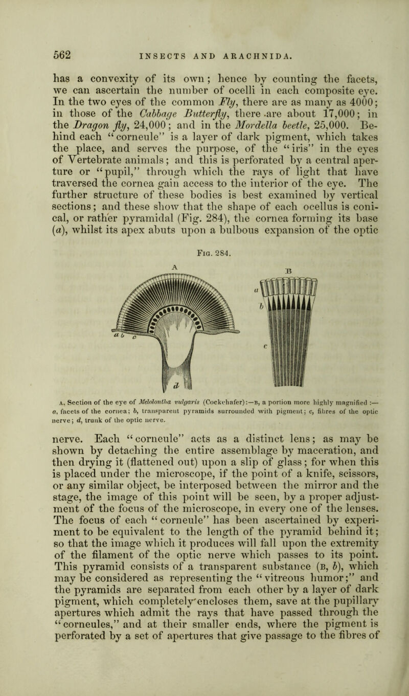 has a convexity of its own ; hence by counting the facets, we can ascertain the number of ocelli in each composite eye. In the two eyes of the common Fly, there are as many as 4000; ill those of the Cabbage Butterfly, there -are about 17,000; in the Dragon fly, 24,000; and in the Mordella beetle, 25,000. Be- hind each “ corneule” is a layer of dark pigment, which takes the place, and serves the purpose, of the “iris” in the eyes of Vertebrate animals; and this is perforated by a central aper- ture or “pupil,” through which the rays of light that have traversed the cornea gain access to the interior of the eye. The further structure of these bodies is best examined by vertical sections; and these show that the shape of each ocellus is coni- cal, or rather pyramidal (Fig. 284), the cornea forming its base (a), whilst its apex abuts upon a bulbous expansion of the optic Fig. 284. a, Section of the eye of Melolontlia vulgaris (Cockchafer):—b, a portion more highly magnified :— a, facets of the cornea; b, transparent pyramids surrounded with pigment; c, fibres of the optic nerve; d, trunk of the optic nerve. nerve. Each “corneule” acts as a distinct lens; as may be shown by detaching the entire assemblage by maceration, and then drying it (flattened out) upon a slip of glass; for when this is placed under the microscope, if the point of a knife, scissors, or any similar object, be interposed between the mirror and the stage, the image of this point will be seen, by a proper adjust- ment of the focus of the microscope, in every one of the lenses. The focus of each “ corneule” has been ascertained by experi- ment to be equivalent to the length of the pyramid behind it; so that the image which it produces will fall upon the extremity of the filament of the optic nerve which passes to its point. This pyramid consists of a transparent substance (b, b), which maybe considered as representing the “vitreous humor;” and the pyramids are separated from each other by a layer of dark pigment, which completely'encloses them, save at the pupillary apertures which admit the rays that have passed through the “ corneules,” and at their smaller ends, where the pigment is perforated by a set of apertures that give passage to the fibres of