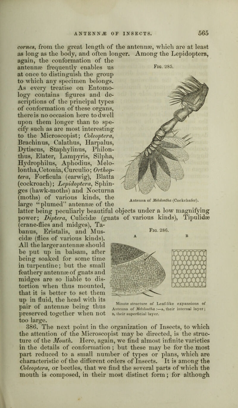 Fig. 285. Antenna of Melolontha (Cockchafer). comes, from the great length of the antennae, which are at least as long as the body, and often longer. Among the Lepidoptera, again, the conformation of the antennae frequently enables us at once to distinguish the group to which any specimen belongs. As every treatise on Entomo- logy contains figures and de- scriptions of the principal types of conformation of these organs, there is no occasion here to dwell upon them longer than to spe- cify such as are most interesting to the Microscopist; Coleoptera, Brachinus, Calathus, Harpalus, Dytiscus, Staphylinus, Pliilon- thus, Elater, Lampyris, Silpha, Hydrophilus, Aphodius, Melo- lontha,Cetonia, Curculio; Orthop- tera, Forficula (earwig), Blatta (cockroach); Lepidoptera, Sphin- ges (hawk-moths) and Hocturna (moths) of various kinds, the large “plumed” antennae of the latter being peculiarly beautiful objects under a low magnifying power; Diptera, Culicidae (gnats of various kinds), Tipulidae (crane-flies and midges), Ta- banus, Eristalis, and Mus- Fig. 286. cidae (flies of various kinds). All the larger antennae should be put up in balsam, after being soaked for some time in turpentine; but the small feathery antennae of gnats and midges are so liable to dis- tortion when thus mounted, that it is better to set them up in fluid, the head with its pair of antennae being thus preserved together when not too large. 386. The next point in the organization of Insects, to which the attention of the Microscopist may be directed, is the struc- ture of the Mouth. Here, again, we find almost infinite varieties in the details of conformation ; but these may be for the most part reduced to a small number of types or plans, which are characteristic of the different orders of Insects. It is among the Coleoptera, or beetles, that we find the several parts of which the mouth is composed, in their most distinct form; for although Minute structure of Leaf-like expansions of Antenna of Melolontha:—a, their internal layer; b, their superficial layer.