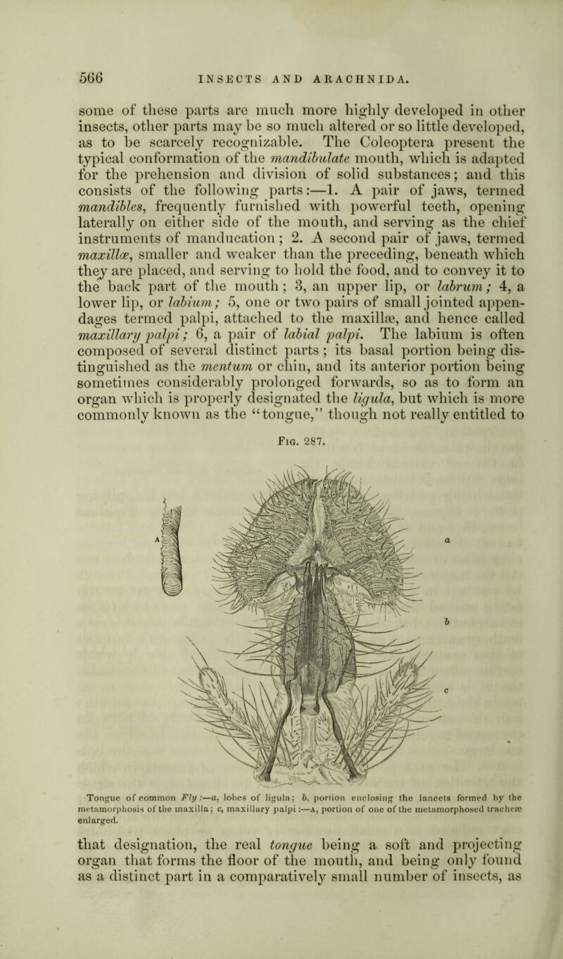 some of these parts are much more highly developed in other insects, other parts may be so much altered or so little developed, as to he scarcely recognizable. The Coleoptera present the typical conformation of the mandibulate mouth, which is adapted for the prehension and division of solid substances; and this consists of the following parts:—1. A pair of jaws, termed mandibles, frequently furnished with powerful teeth, opening laterally on either side of the mouth, and serving as the chief instruments of manducation ; 2. A second pair of jaws, termed maxilla?, smaller and weaker than the preceding, beneath which they are placed, and serving to hold the food, and to convey it to the back part of the mouth; 3, an upper lip, or labrum; 4, a lower lip, or labium; 5, one or two pairs of small jointed appen- dages termed palpi, attached to the maxillae, and hence called maxillary palpi; 6, a pair of labial palpi. The labium is often composed of several distinct parts; its basal portion being dis- tinguished as the mentum or chin, and its anterior portion being sometimes considerably prolonged forwards, so as to form an organ which is properly designated the ligula, but which is more commonly known as the “tongue,” though not really entitled to Fig. 287. Tongue of common Fly :—a. lobes of ligula; b, portion enclosing the lancets formed by the metamorphosis of the maxilla; c, maxillary palpi:—a, portion of one of the metamorphosed tracheae enlarged. that designation, the real tongue being a soft and projecting organ that forms the floor of the mouth, and being only found as a distinct part in a comparatively small number of insects, as