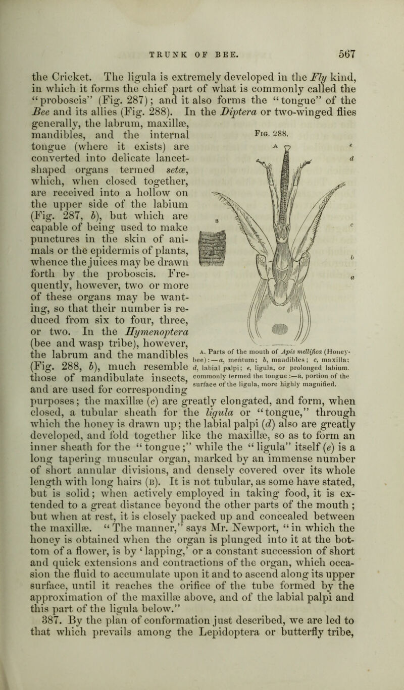 tlie Cricket. The ligula is extremely developed in the Fly kind, in which it forms the chief part of what is commonly called the “proboscis” (Fig. 287); and it also forms the “tongue” of the Bee and its allies (Fig. 288). In the JDiptera or two-winged flies generally, the labrum, maxillae, mandibles, and the internal FlG-S88- tongue (where it exists) are converted into delicate lancet- shaped organs termed setae, which, when closed together, are received into a hollow on the upper side of the labium (Fig. 287, b), hut which are capable of being used to make punctures in the skin of ani- mals or the epidermis of plants, whence the juices may he drawn forth by the proboscis. Fre- quently, however, two or more of these organs may he want- ing, so that their number is re- duced from six to four, three, or two. In the Hymenoptera (bee and wasp tribe), however, the labrum and the mandibles (Fig. 288, b), much resemble those of mandibulate insects, and are used for corresponding purposes; the maxillae (e) are greatly elongated, and form, when closed, a tubular sheath for the ligula or “tongue,” through which the honey is drawn up; the labial palpi (d) also are greatly developed, and fold together like the maxillae, so as to form an inner sheath for the “ tongue;” while the “ ligula” itself (e) is a long tapering muscular organ, marked by an immense number of short annular divisions, and densely covered over its whole length with long hairs (b). It is not tubular, as some have stated, but is solid; when actively employed in taking food, it is ex- tended to a great distance beyond the other parts of the mouth ; but when at rest, it is closely packed up and concealed between the maxillae. “The manner,” says Mr. Newport, “in which the honey is obtained when the organ is plunged into it at the bot- tom of a flower, is by ‘ lapping,’ or a constant succession of short and quick extensions and contractions of the organ, which occa- sion the fluid to accumulate upon it and to ascend along its upper surface, until it reaches the orifice of the tube formed by the approximation of the maxillae above, and of the labial palpi and this part of the ligula below.” 387. By the plan of conformation just described, we are led to that which prevails among the Lepidoptera or butterfly tribe, bee): Parts of the mouth of Apis mellifica (Honey- mentum; b, mandibles; c, maxilla; d, labial palpi; c, ligula, or prolonged labium, commonly lermed the tongue :—b, portion of the surface of the ligula, more highly magnified.