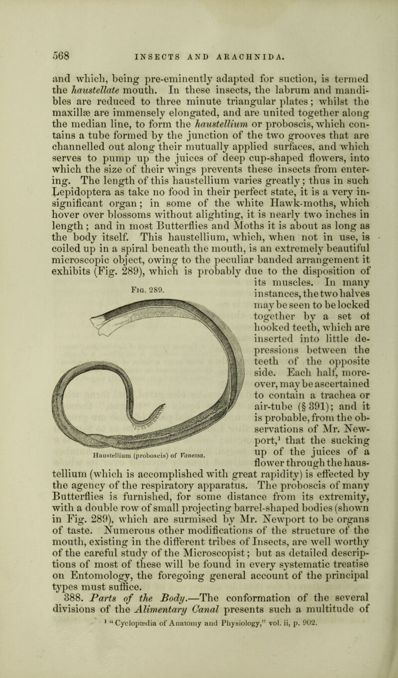 and which, being pre-eminently adapted for suction, is termed the haustellate mouth. In these insects, the labrum and mandi- bles are reduced to three minute triangular plates; whilst the maxillae are immensely elongated, and are united together along the median line, to form the haustellium or proboscis, which con- tains a tube formed by the junction of the two grooves that are channelled out along their mutually applied surfaces, and which serves to pump up the juices of deep cup-shaped flowers, into which the size of their wings prevents these insects from enter- ing. The length of this haustellium varies greatly; thus in such Jjepidoptera as take no food in their perfect state, it is a very in- significant organ; in some of the white Hawk-moths, which hover over blossoms without alighting, it is nearly two inches in length; and in most Butterflies and Moths it is about as long as the body itself. This haustellium, which, when not in use, is coiled up in a spiral beneath the mouth, is an extremely beautiful microscopic object, owing to the peculiar banded arrangement it exhibits (Fig. 289), which is probably due to the disposition of its muscles. In many instances, the two halves maybe seen to be locked together by a set ot hooked teeth, which are inserted into little de- pressions between the teeth of the opposite side. Each half, more- over, may be ascertained to contain a trachea or air-tube (§391); and it is probable, from the ob- servations of Mr. New- port,1 that the sucking up of the juices of a flower through the haus- tellium (which is accomplished with great rapidity) is effected by the agency of the respiratory apparatus. The proboscis of many Butterflies is furnished, for some distance from its extremity, with a double row of small projecting barrel-shaped bodies (shown in Fig. 289), which are surmised by Mr. Newport to be organs of taste. Numerous other modifications of the structure of the mouth, existing in the different tribes of Insects, are well worthy of the careful study of the Microscopist; but as detailed descrip- tions of most of these will be found in every systematic treatise on Entomology, the foregoing general account of the principal types must suffice. 388. Parts of the Body.—The conformation of the several divisions of the Alimentary Canal presents such a multitude of 1 “ Cyclopaedia of Anatomy and Physiology,” vol. ii, p. 902. Fig. 289. Haustellium (proboscis) of Vanessa.