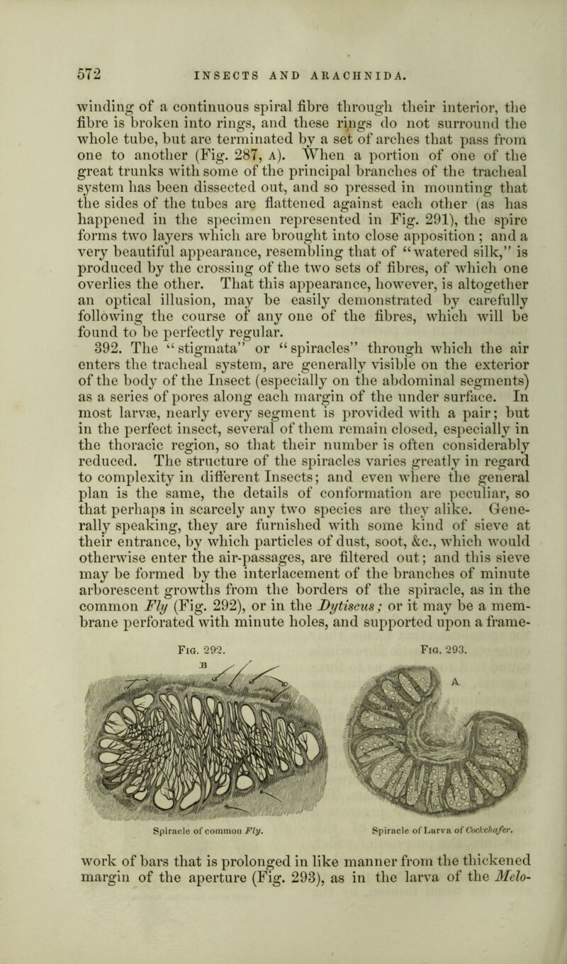winding of a continuous spiral fibre through their interior, the fibre is broken into rings, and these rings do not surround the whole tube, but are terminated by a set of arches that pass from one to another (Fig. 287, a). When a portion of one of the great trunks with some of the principal branches of the tracheal system has been dissected out, and so pressed in mounting that the sides of the tubes are flattened against each other (as has happened in the specimen represented in Fig. 291), the spire forms two layers which are brought into close apposition; and a very beautiful appearance, resembling that of “watered silk,” is produced by the crossing of the two sets of fibres, of which one overlies the other. That this appearance, however, is altogether an optical illusion, may be easily demonstrated by carefully following the course of any one of the fibres, which will be found to be perfectly regular. 892. The “ stigmata” or “ spiracles” through which the air enters the tracheal system, are generally visible on the exterior of the body of the Insect (especially on the abdominal segments) as a series of pores along each margin of the under surface. In most larvae, nearly every segment is provided with a pair; but in the perfect insect, several of them remain closed, especially in the thoracic region, so that their number is often considerably reduced. The structure of the spiracles varies greatly in regard to complexity in different Insects; and even where the general plan is the same, the details of conformation are peculiar, so that perhaps in scarcely any two species are they alike. Gene- rally speaking, they are furnished with some kind of sieve at their entrance, by which particles of dust, soot, &c., which would otherwise enter the air-passages, are filtered out; and this sieve may be formed by the interlacement of the branches of minute arborescent growths from the borders of the spiracle, as in the common Fly (Fig. 292), or in the Dytiscus; or it may be a mem- brane perforated with minute holes, and supported upon a frame- Fig. 292. Fig. 293. Spiracle of common Fly. Spiracle of Larva of Cockchafer. work of bars that is prolonged in like manner from the thickened margin of the aperture (Fig. 293), as in the larva of the Melo-