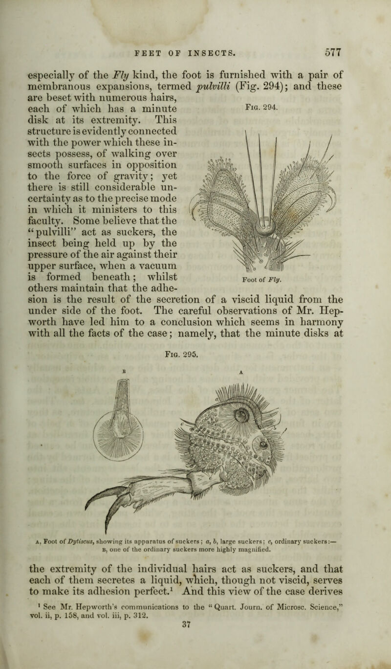 especially of the Fly kind, the foot is furnished with a pair of membranous expansions, termed pulvilli (Fig. 294); and these are beset with numerous hairs, each of which has a minute disk at its extremity. This structure is evidently connected with the power which these in- sects possess, of walking over smooth surfaces in opposition to the force of gravity; yet there is still considerable un- certainty as to the precise mode in which it ministers to this faculty. Some believe that the “ pulvilli’ ’ act as suckers, the insect being held up by the pressure of the air against their upper surface, when a vacuum is formed beneath; whilst others maintain that the adhe- sion is the result of the secretion of a viscid liquid from the under side of the foot. The careful observations of Mr. Hep- worth have led him to a conclusion which seems in harmony with all the facts of the case; namely, that the minute disks at Fig. 295. B A a. Foot of Dytiscus, showing its apparatus of suckers ; a, 6, large suckers: c, ordinary suckers:— B, one of the ordinary suckers more highly magnified. the extremity of the individual hairs act as suckers, and that each of them secretes a liquid, which, though not viscid, serves to make its adhesion perfect.1 And this view of the case derives 1 See Mr. Hepworth’s communications to the “Quart. Journ. of Microsc. Science,” vol. ii, p. 158, and vol. iii, p. 312. 37 Fig. 294. Foot of Fly. •