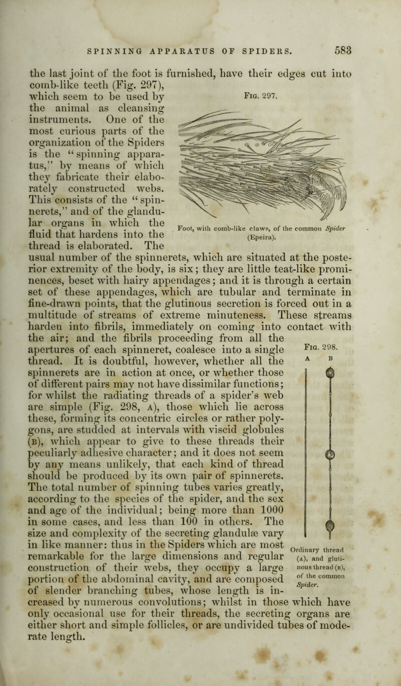 have their edges cut into Foot, with comb-like claws, of the common Spider (Epeira). Fig. 298. the last joint of the foot is furnished comb-like teeth (Fig. 297), which seem to he used by Fig. 297. the animal as cleansing instruments. One of the most curious parts of the organization of the Spiders is the “ spinning appara- tus,” by means of which they fabricate their elabo- rately constructed webs. This consists of the “ spin- nerets,” and of the glandu- lar organs in which the fluid that hardens into the thread is elaborated. The usual number of the spinnerets, which are situated at the poste- rior extremity of the body, is six; they are little teat-like promi- nences, beset with hairy appendages; and it is through a certain set of these appendages, which are tubular and terminate in fine-drawn points, that the glutinous secretion is forced out in a multitude of streams of extreme minuteness. These streams harden into fibrils, immediately on coming into contact with the air; and the fibrils proceeding from all the apertures of each spinneret, coalesce into a single thread. It is doubtful, however, whether all the spinnerets are in action at once, or whether those of different pairs may not have dissimilar functions; for whilst the radiating threads of a spider’s web are simple (Fig. 298, a), those which lie across these, forming its concentric circles or rather poly- gons, are studded at intervals with viscid globules (b), which appear to give to these threads their peculiarly adhesive character; and it does not seem by any means unlikely, that each kind of thread should be produced by its own pair of spinnerets. The total number of spinning tubes varies greatly, according to the species of the spider, and the sex and age of the individual; being more than 1000 in some cases, and less than 100 in others. The size and complexity of the secreting glandulae vary in like manner: thus in the Spiders which are most remarkable for the large dimensions and regular construction of their webs, they occupy a large portion of the abdominal cavity, and are composed of slender branching tubes, whose length is in- creased by numerous convolutions; whilst in those which have only occasional use for their threads, the secreting organs are either short and simple follicles, or are undivided tubes of mode- rate length. 0 © Y Ordinary thread (a), and gluti- nous thread (b), of the common Spider.