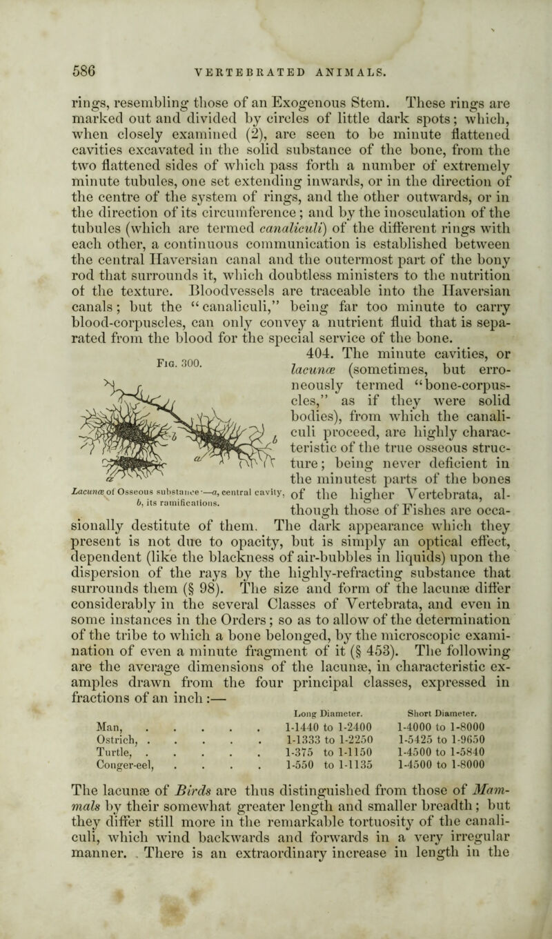Fig. 300. rings, resembling those of an Exogenous Stem. These rings are marked out and divided by circles of little dark spots; which, when closely examined (2), are seen to be minute flattened cavities excavated in the solid substance of the bone, from the two flattened sides of which pass forth a number of extremely minute tubules, one set extending inwards, or in the direction of the centre of the system of rings, and the other outwards, or in the direction of its circumference; and by the inosculation of the tubules (which are termed canaliculi) of the different rings with each other, a continuous communication is established between the central Haversian canal and the outermost part of the bony rod that surrounds it, which doubtless ministers to the nutrition of the texture. Bloodvessels are traceable into the Haversian canals; but the “ canaliculi,” being far too minute to carry blood-corpuscles, can only convey a nutrient fluid that is sepa- rated from the blood for the special service of the bone. 404. The minute cavities, or lacunce (sometimes, but erro- neously termed “bone-corpus- cles,” as if they were solid bodies), from which the canali- culi proceed, are highly charac- teristic of the true osseous struc- ture ; being never deficient in the minutest parts of the bones of the higher Vertebrata, al- though those of Fishes are occa- sionally destitute of them. The dark appearance which they present is not dim to opacity, but is simply an optical effect, dependent (like the blackness of air-bubbles in liquids) upon the dispersion of the rays by the liiglily-refracting substance that surrounds them (§ 98). The size and form of the lacunae differ considerably in the several Classes of Vertebrata, and even in some instances in the Orders; so as to allow of the determination of the tribe to which a bone belonged, by the microscopic exami- nation of even a minute fragment of it (§ 458). The following are the average dimensions of the lacunae, in characteristic ex- amples drawn from the four principal classes, expressed in fractions of an inch:— Lacuna of Osseous substance-—a, central cavity, b, its ratnificalions. Man, Ostrich, . Turtle, Conger-eel, Long Diameter. 1-1440 to 1-2400 1-1333 to 1-2250 1-375 to 1-1150 1-550 to 1-1135 Short Diameter. 1-4000 to 1-8000 1-5425 to 1-9650 1-4500 to 1-5840 1-4500 to 1-8000 The lacunae of Birds are thus distinguished from those of Mam- mals by their somewhat greater length and smaller breadth; but they differ still more in the remarkable tortuosity of the canali- culi, which wind backwards and forwards in a very irregular manner. There is an extraordinary increase in length in the