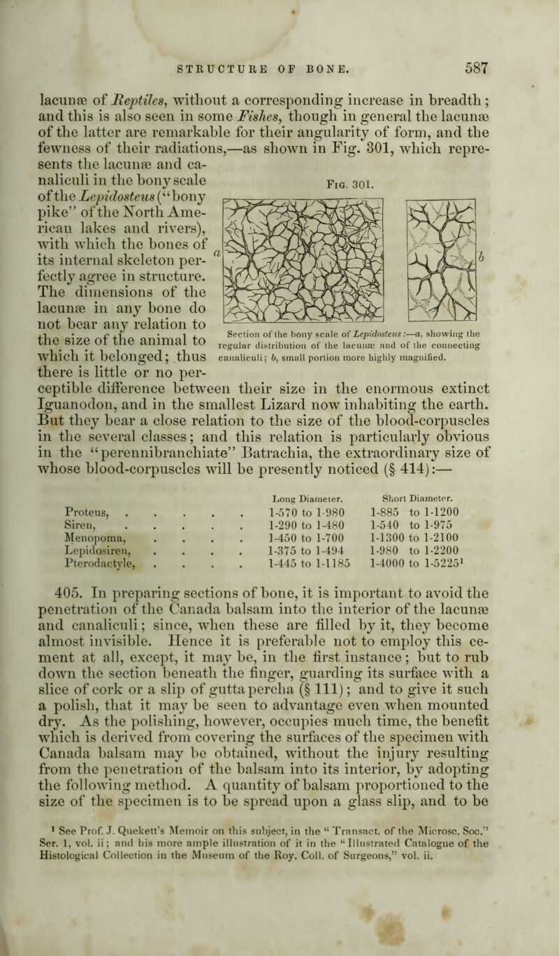 Fig. 301. lacunae of Reptiles, without a corresponding increase in breadth ; and this is also seen in some Fishes, though in general the lacunae of the latter are remarkable for their angularity of form, and the fewness of their radiations,—as shown in Fig. 801, which repre- sents the lacunae and ca- naliculi in the bony scale of the Lepidosteus (“bony pike” of the North Ame- rican lakes and rivers), with which the hones of its internal skeleton per- fectly agree in structure. The dimensions of the lacunae in any bone do not bear any relation to the size of the animal to which it belonged; thus there is little or no per- ceptible difference between their size in the enormous extinct Iguanodon, and in the smallest Lizard now inhabiting the earth. But they bear a close relation to the size of the blood-corpuscles in the several classes; and this relation is particularly obvious in the “perennibranchiate” Batraehia, the extraordinary size of whose blood-corpuscles will be presently noticed (§ 414):— Section of the bony scale of Lepidosteus:—a. showing the regular distribution of the lacunae and of the connecting canaliculi; b, small portion more highly magnified. Proteus, Siren, Menopoma, Lepidosiren, Pterodactyle, Long Diameter. 1-570 to 1-980 1-290 to 1-480 ]-450 to 1-700 1-375 to 1-494 1-445 to 1-1185 Short Diameter. 1-885 to 1-1200 1-540 to 1-975 1-1300 to 1-2100 1-980 to 1-2200 1-4000 to 1-5225* 405. In preparing sections of bone, it is important to avoid the penetration of the Canada balsam into the interior of the lacunae and canaliculi; since, when these are filled by it, they become almost invisible. Hence it is preferable not to employ this ce- ment at all, except, it may be, in the first instance; but to rub down the section beneath the finger, guarding its surface with a slice of cork or a slip of guttapercha (§ 1 11); and to give it such a polish, that it may be seen to advantage even when mounted dry. As the polishing, however, occupies much time, the benefit which is derived from covering the surfaces of the specimen with Canada balsam may be obtained, without the injury resulting from the penetration of the balsam into its interior, by adopting the following method. A quantity of balsam proportioned to the size of the specimen is to be spread upon a glass slip, and to be * See Prof. J. Quekett’s Memoir on this subject, in the “ Transact, of the Microsc. Soc.” Ser. 1, vol. ii; and his more ample illustration of it in the “Illustrated Catalogue of the Histological Collection in the Museum of the Roy. Coll, of Surgeons,” vol. ii.