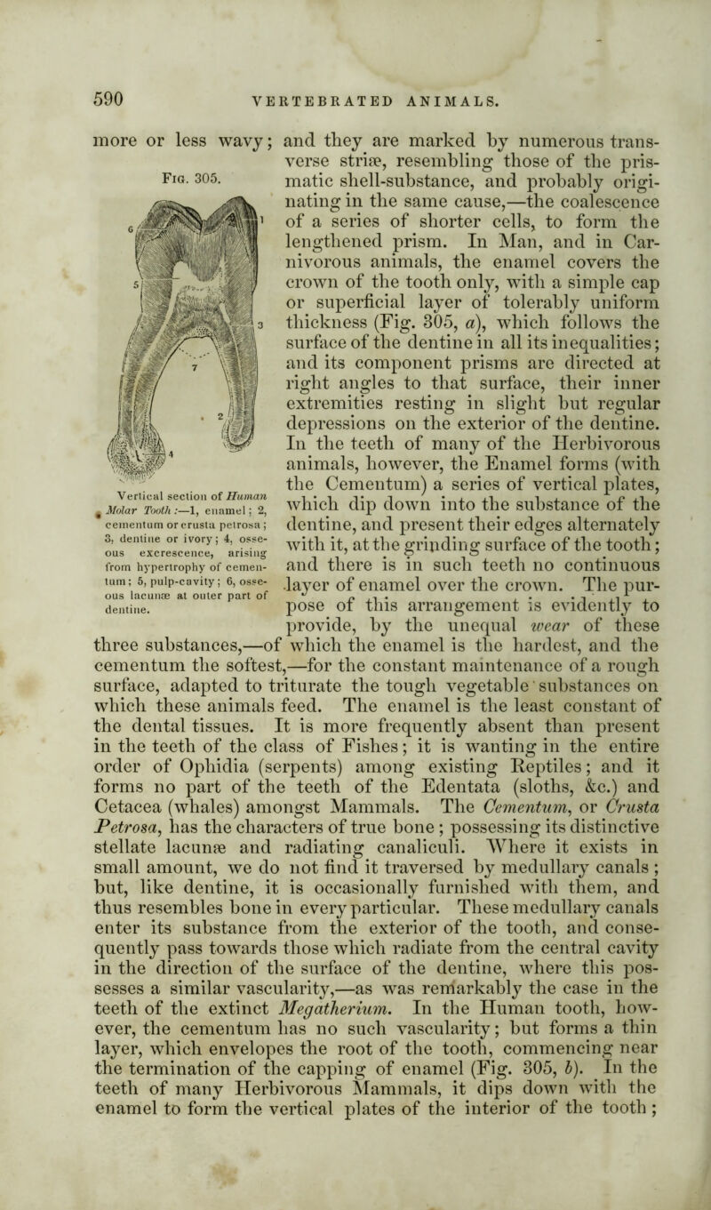 more or less wavy; Fig. 305. and they are marked by numerous trans- verse strise, resembling those of the pris- matic shell-substance, and probably origi- nating in the same cause,—the coalescence of a series of shorter cells, to form the prism. In Man, and in Car- lengthened Vertical section of Human 4 Molar Tooth :—1, enamel; 2, cernentum or crusta petrosa; 3, dentine or ivory; 4, osse- ous excrescence, arising from hypertrophy of cemen- lum; 5, pulp-cavity; 6, osse- ous lacunae at outer part of dentine. nivorous animals, the enamel covers the crown of the tooth only, with a simple cap or superficial layer of tolerably uniform thickness (Fig. 305, a), which follows the surface of the dentine in all its inequalities; and its component prisms are directed at right angles to that surface, their inner extremities resting in slight hut regular depressions on the exterior of the dentine. In the teeth of many of the Herbivorous animals, however, the Enamel forms (with the Cernentum) a series of vertical plates, which dip down into the substance of the dentine, and present their edges alternately with it, at the grinding surface of the tooth; and there is in such teeth no continuous •layer of enamel over the crown. The pur- pose of this arrangement is evidently to provide, by the unequal wear of these three substances,—of which the enamel is the hardest, and the cernentum the softest,—for the constant maintenance of a rough surface, adapted to triturate the tough vegetable' substances on which these animals feed. The enamel is the least constant of the dental tissues. It is more frequently absent than present in the teeth of the class of Fishes; it is wanting in the entire order of Ophidia (serpents) among existing Reptiles; and it forms no part of the teeth of the Edentata (sloths, &c.) and Cetacea (whales) amongst Mammals. The Cernentum, or Crusta Petrosa, lias the characters of true bone; possessing its distinctive stellate lacunae and radiating canaliculi. Where it exists in small amount, we do not find it traversed by medullary canals ; but, like dentine, it is occasionally furnished with them, and thus resembles bone in every particular. These medullary canals enter its substance from the exterior of the tooth, and conse- quently pass towards those which radiate from the central cavity in the direction of the surface of the dentine, where this pos- sesses a similar vascularity,—as was remarkably the case in the teeth of the extinct Megatherium. In the Human tooth, how- ever, the cernentum has no such vascularity; but forms a thin layer, which envelopes the root of the tooth, commencing near the termination of the capping of enamel (Fig. 305, b). In the teeth of many Herbivorous Mammals, it dips down with the enamel to form the vertical plates of the interior of the tooth ;