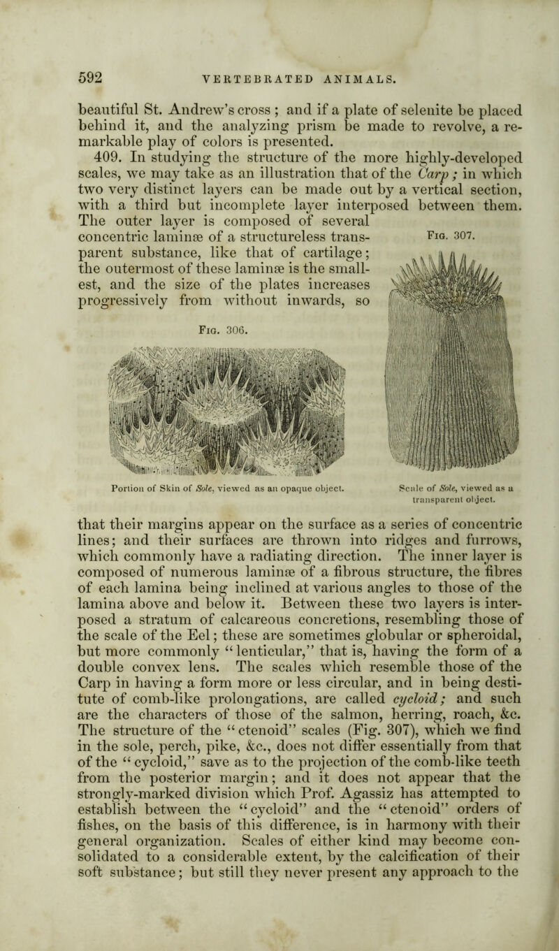 beautiful St. Andrew’s cross ; and if a plate of selenite be placed behind it, and the analyzing prism be made to revolve, a re- markable play of colors is presented. 409. In studying the structure of the more highly-developed scales, we may take as an illustration that of the Carp ; in which two very distinct layers can be made out by a vertical section, with a third but incomplete layer interposed between them. The outer layer is composed of several concentric laminae of a structureless trans- Fro- 307. parent substance, like that of cartilage; the outermost of these laminae is the small- est, and the size of the plates increases progressively from without inwards, so Fig. 306. Portion of Skin of Sole, viewed as an opaque object. Scale of Sole, viewed as a transparent object. that their margins appear on the surface as a series of concentric lines; and their surfaces are thrown into ridges and furrows, which commonly have a radiating direction. The inner layer is composed of numerous laminae of a fibrous structure, the fibres of each lamina being inclined at various angles to those of the lamina above and below it. Between these two layers is inter- posed a stratum of calcareous concretions, resembling those of the scale of the Eel; these are sometimes globular or spheroidal, but more commonly “ lenticular,” that is, having the form of a double convex lens. The scales which resemble those of the Carp in having a form more or less circular, and in being desti- tute of comb-like prolongations, are called cycloid; and such are the characters of those of the salmon, herring, roach, &c. The structure of the “ ctenoid” scales (Fig. 307), which we find in the sole, perch, pike, &c., does not differ essentially from that of the “ cycloid,” save as to the projection of the comb-like teeth from the posterior margin; and it does not appear that the strongly-marked division which Prof. Agassiz has attempted to establish between the “ cycloid” and the “ ctenoid” orders of fishes, on the basis of this difference, is in harmony with their general organization. Scales of either kind may become con- solidated to a considerable extent, by the calcification of their soft substance; but still they never present any approach to the