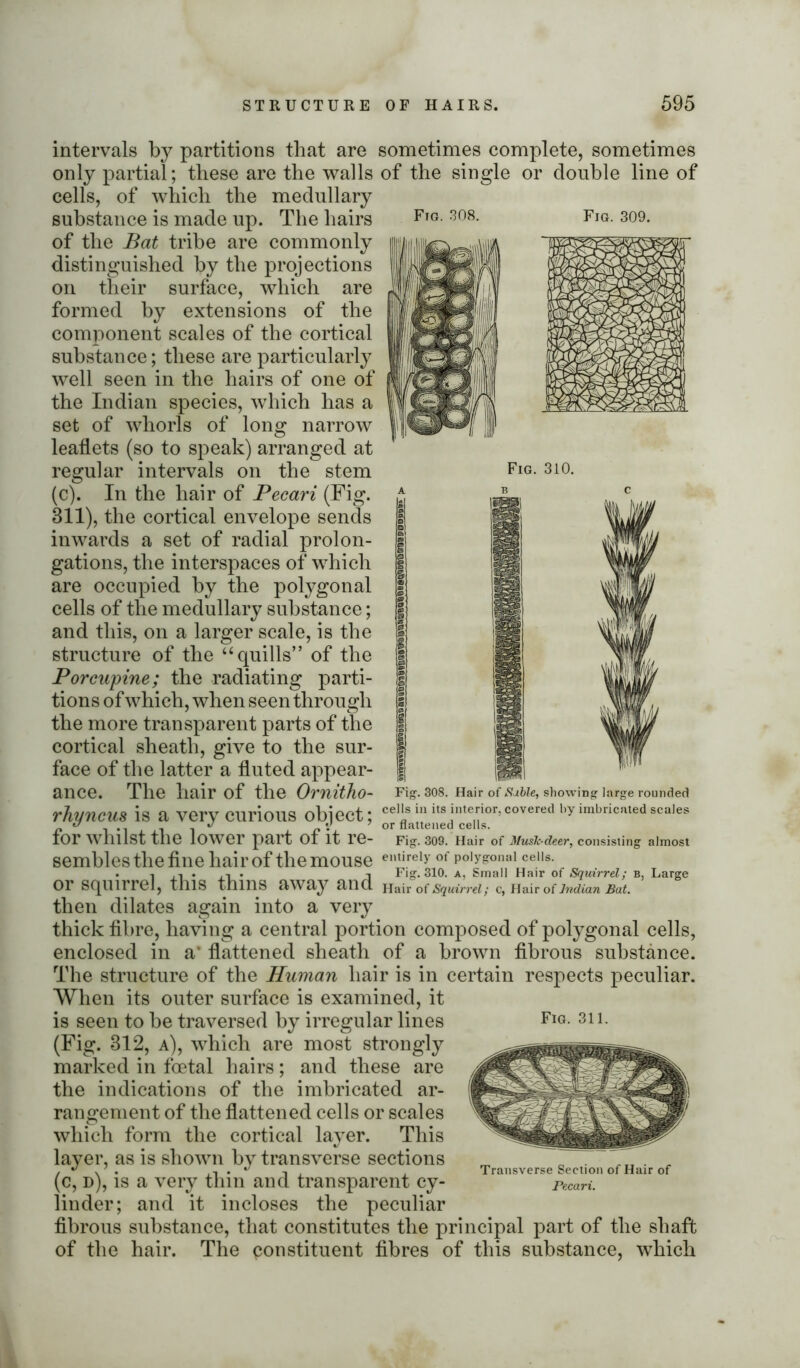 Ftg. 308. Fig. 309. Fig. 310. intervals by partitions that are sometimes complete, sometimes only partial; these are the walls of the single or double line of cells, of which the medullary substance is made up. The hairs of the Bat tribe are commonly distinguished by the projections on their surface, which are formed by extensions of the component scales of the cortical substance; these are particularly well seen in the hairs of one of the Indian species, which has a set of whorls of long narrow leaflets (so to speak) arranged at regular intervals on the stem (c). In the hair of Pecari (Fig. 311), the cortical envelope sends inwards a set of radial prolon- gations, the interspaces of which are occupied by the polygonal cells of the medullary substance; and this, on a larger scale, is the structure of the “ quills” of the Porcupine; the radiating parti- tions of which, when seen through the more transparent parts of the cortical sheath, give to the sur- face of the latter a fluted appear- ance. The hair of the Ornitho- rhyncus is a very curious object; for whilst the lower part of it re- sembles the fine hair of the mouse emirelyof polygonal ceils. . i i Fig. 310. a, Small Hair of Squirrel: b, Large or squirrel, this thins away and Hair of Squirrel; c, Hair o{Indian Bat. then dilates again into a very thick fibre, having a central portion composed of polygonal cells, enclosed in a’ flattened sheath of a brown fibrous substance. The structure of the Human hair is in certain respects peculiar. 'When its outer surface is examined, it is seen to be traversed by irregular lines (Fig. 312, a), which are most strongly marked in foetal hairs; and these are the indications of the imbricated ar- rangement of the flattened cells or scales which form the cortical layer. This layer, as is shown by transverse sections (c, d), is a very thin and transparent cy- linder; and it incloses the peculiar fibrous substance, that constitutes the principal part of the shaft of the hair. The constituent fibres of this substance, which Fig. 308. Hair of Sable, showing large rounded cells in its interior, covered by imbricated scales or flattened cells. Fig. 309. Hair of Musk-deer, consisting almost Fig. 311. Transverse Section of Hair of Pecari.