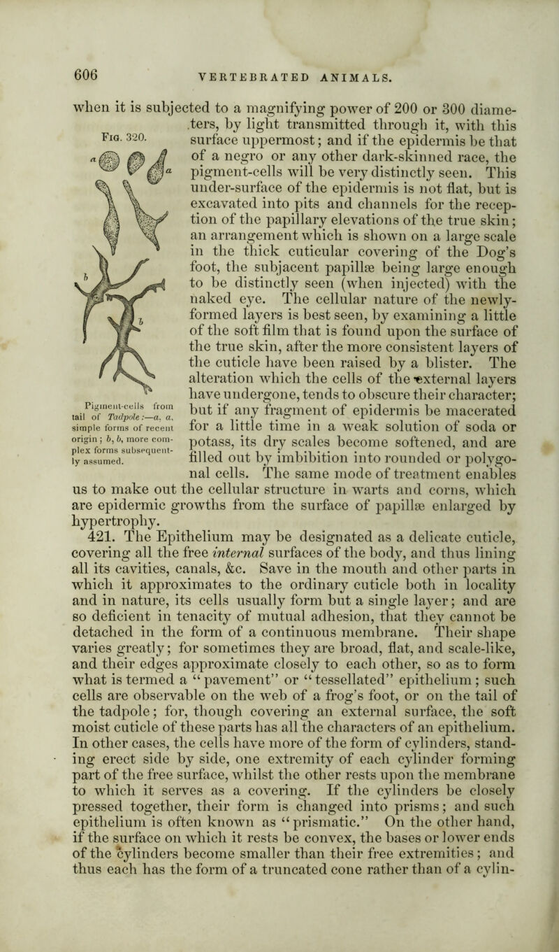 when it is subjected to a magnifying power of 200 or 300 diame- ters, by light transmitted through it, with this surface uppermost; and if the epidermis be that of a negro or any other dark-skinned race, the pigment-cells will be very distinctly seen. This under-surface of the epidermis is not flat, but is excavated into pits and channels for the recep- tion of the papillary elevations of the true skin; an arrangement which is shown on a large scale in the thick cuticular covering of the Dog’s foot, the subjacent papillae being large enough to be distinctly seen (when injected) with the naked eye. The cellular nature of the newly- formed layers is best seen, by examining a little of the soft fllm that is found upon the surface of the true skin, after the more consistent layers of the cuticle have been raised by a blister. The alteration which the cells of the external layers have undergone, tends to obscure their character; but if any fragment of epidermis be macerated for a little time in a weak solution of soda or potass, its dry scales become softened, and are filled out by imbibition into rounded or polygo- nal cells. The same mode of treatment enables us to make out the cellular structure in warts and corns, which are epidermic growths from the surface of papillae enlarged by hypertrophy. 421. The Epithelium may be designated as a delicate cuticle, covering all the free internal surfaces of the body, and thus lining all its cavities, canals, &c. Save in the mouth and other parts in which it approximates to the ordinary cuticle both in locality and in nature, its cells usually form but a single layer; and are so deficient in tenacity of mutual adhesion, that they cannot be detached in the form of a continuous membrane. Their shape varies greatly; for sometimes they are broad, flat, and scale-like, and their edges approximate closely to each other, so as to form what is termed a “pavement” or “tessellated” epithelium; such cells are observable on the web of a frog’s foot, or on the tail of the tadpole; for, though covering an external surface, the soft moist cuticle of these parts has all the characters of an epithelium. In other cases, the cells have more of the form of cylinders, stand- ing erect side by side, one extremity of each cylinder forming part of the free surface, whilst the other rests upon the membrane to which it serves as a covering. If the cylinders be closely pressed together, their form is changed into prisms; and such epithelium is often known as “prismatic.” On the other hand, if the surface on which it rests be convex, the bases or lower ends of the cylinders become smaller than their free extremities; and thus each has the form of a truncated cone rather than of a cylin- Fig. 320. Pigment-cells from tail of Tadpole:—a, a, simple forms of recent origin ; 6, b, more com- plex forms subsequent- ly assumed.