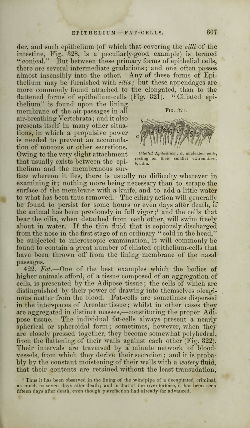 der, and such epithelium (of which that covering the villi of the intestine, Fig. 328, is a peculiarly-good example) is termed “ conical.” But between these primary forms of epithelial cells, there are several intermediate gradations; and one often passes almost insensibly into the other. Any of these forms of Epi- thelium may be furnished with cilia; hut these appendages are more commonly found attached to the elongated, than to the flattened forms of epithelium-cells (Fig. 321). “ Ciliated epi- thelium” is found upon the lining membrane of the air-passages in all air-breathing Vertebrata; and it also presents itself in many other situa- tions, in which a propulsive power is needed to prevent an accumula- tion of mucous or other secretions. Owing to the very slight attachment that usually exists between the epi- thelium and the membranous sur- face whereon it lies, there is usually no difficulty whatever in examining it; nothing more being necessary than to scrape the surface of the membrane with a knife, and to add a little water to what has been thus removed. The ciliary action will generally be found to persist for some hours or even days after death, if the animal has been previously in full vigor j1 and the cells that bear the cilia, when detached from each other, will swim freely about in water. If the thin fluid that is copiously discharged from the nose in the first stage of an ordinary “ cold in the head,” be subjected to microscopic examination, it will commonly be found to contain a great number of ciliated epithelium-cells that have been thrown off from the lining membrane of the nasal passages. 422. Fat.—One of the best examples which the bodies of higher animals afford, of a tissue composed of an aggregation of cells, is presented by the Adipose tissue; the cells of which are distinguished by their power of drawing into themselves oleagi- nous matter from the blood. Fat-cells are sometimes dispersed in the interspaces of Areolar tissue; whilst in other cases they are aggregated in distinct masses,—constituting the proper Adi- pose tissue. The individual fat-cells always present a nearly spherical or spheroidal form; sometimes, however, when they are closely pressed together, they become somewhat polyhedral, from the flattening of their walls against each other (Fig. 322). Their intervals are traversed by a minute network of blood- vessels, from which they derive their secretion ; and it is proba- bly by the constant moistening of their walls with a watery fluid, that their contents are retained without the least transudation, 1 Thus it has been observed in the lining of the windpipe of a decapitated criminal, as much as seven days after death; and in that of the river-tortoise, it has been seen fifteen days after death, even though putrefaction had already far advanced. Fig. 321. Ciliated Epithelium; a, nucleated cells, resting on their smaller extremities; b, cilia.