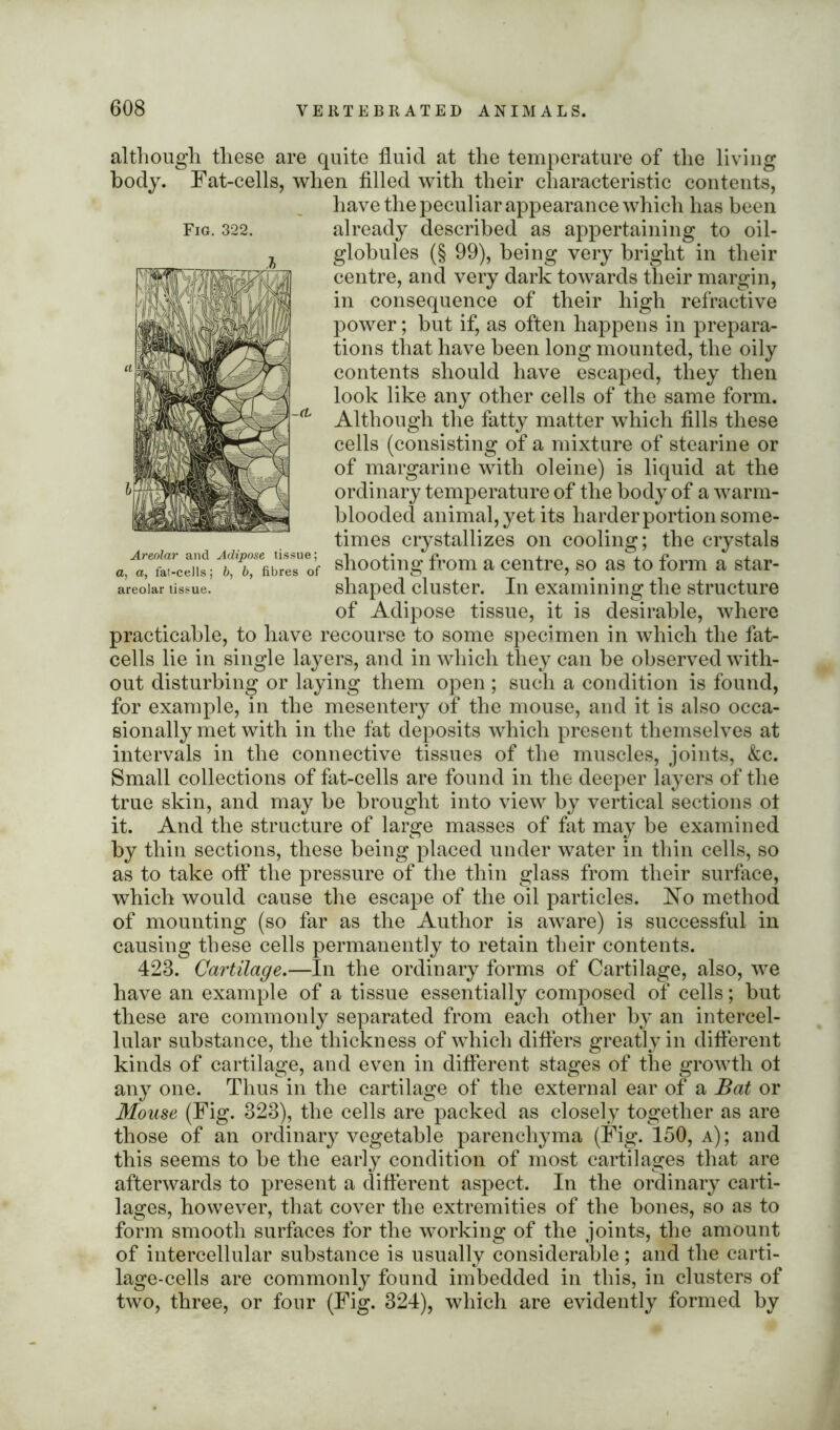 Fig. 322. Areolar and Adipose tissue; a, a, fat-cells; b, b, fibres of areolar tissue. although these are quite fluid at the temperature of the living body. Fat-cells, when filled with their characteristic contents, have the peculiar appearance which has been already described as appertaining to oil- globules (§ 99), being very bright in their centre, and very dark towards their margin, in consequence of their high refractive power; but if, as often happens in prepara- tions that have been long mounted, the oily contents should have escaped, they then look like any other cells of the same form. Although the fatty matter which fills these cells (consisting of a mixture of stearine or of margarine with oleine) is liquid at the ordinary temperature of the body of a warm- blooded animal, yet its harder portion some- times crystallizes on cooling; the crystals shooting from a centre, so as to form a star- shaped cluster. In examining the structure of Adipose tissue, it is desirable, where practicable, to have recourse to some specimen in which the fat- cells lie in single layers, and in which they can be observed with- out disturbing or laying them open ; such a condition is found, for example, in the mesentery of the mouse, and it is also occa- sionally met with in the fat deposits which present themselves at intervals in the connective tissues of the muscles, joints, &c. Small collections of fat-cells are found in the deeper layers of the true skin, and may be brought into view by vertical sections ot it. And the structure of large masses of fat may be examined by thin sections, these being placed under water in thin cells, so as to take off the pressure of the thin glass from their surface, which would cause the escape of the oil particles. No method of mounting (so far as the Author is aware) is successful in causing these cells permanently to retain their contents. 423. Cartilage.—In the ordinary forms of Cartilage, also, we have an example of a tissue essentially composed of cells; but these are commonly separated from each other by an intercel- lular substance, the thickness of which differs greatly in different kinds of cartilage, and even in different stages of the growth ot any one. Thus in the cartilage of the external ear of a Bat or Mouse (Fig. 323), the cells are packed as closely together as are those of an ordinary vegetable parenchyma (Fig. 150, a); and this seems to be the early condition of most cartilages that are afterwards to present a different aspect. In the ordinary carti- lages, however, that cover the extremities of the bones, so as to form smooth surfaces for the working of the joints, the amount of intercellular substance is usually considerable; and the carti- lage-cells are commonly found imbedded in this, in clusters of two, three, or four (Fig. 324), which are evidently formed by