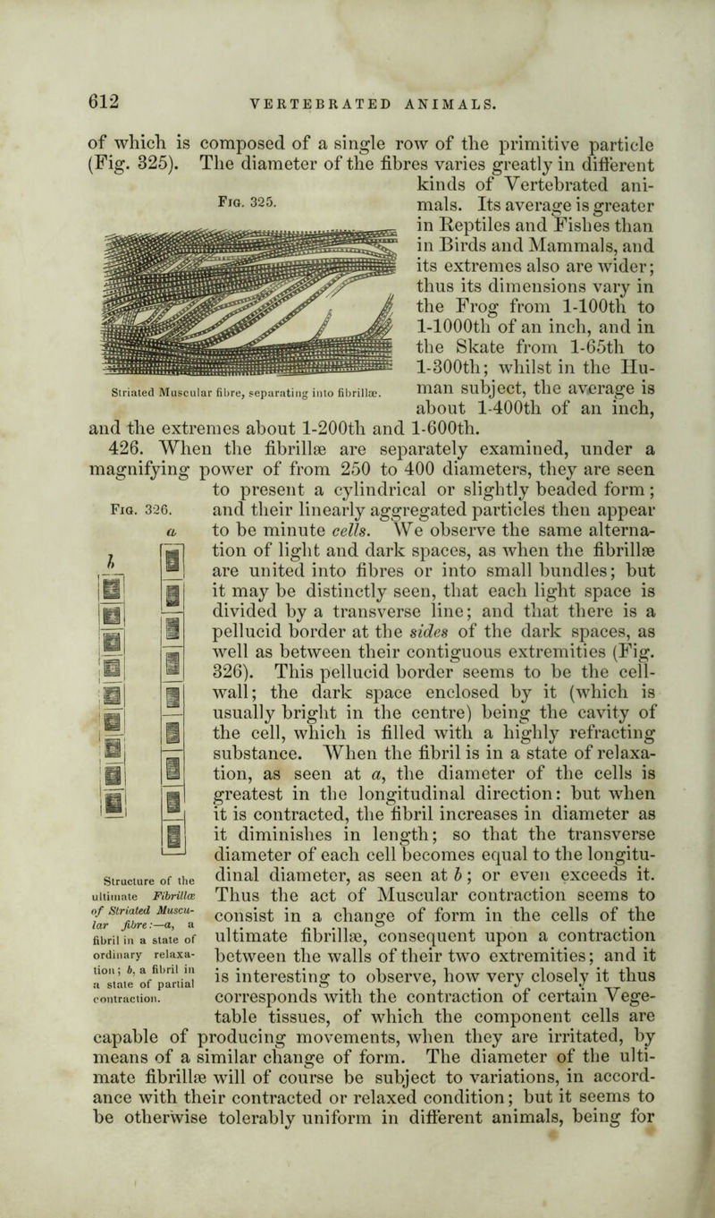 of which is composed of a single row of the primitive particle (Fig. 325). The diameter of the fibres varies greatly in different kinds of Vertebrated ani- mals. Its average is greater in Reptiles and Fishes than in Birds and Mammals, and its extremes also are wider; thus its dimensions vary in the Frog from l-100th to l-1000th of an inch, and in the Skate from l-65th to l-300th; whilst in the Hu- Striated Muscular fibre, separating into fibrillae. man Subject, tlie average is about l-400th of an inch, and the extremes about l-200tli and l-600th. 426. When the fibrillae are separately examined, under a magnifying power of from 250 to 400 diameters, they are seen to present a cylindrical or slightly beaded form; Fig. 326. and their linearly aggregated particles then appear a to be minute cells. We observe the same alterna- tion of light and dark spaces, as when the fibrillae are united into fibres or into small bundles; hut it may he distinctly seen, that each light space is divided by a transverse line; and that there is a pellucid border at the sides of the dark spaces, as well as between their contiguous extremities (Fig. 326). This pellucid border seems to be the cell- wall; the dark space enclosed by it (which is usually bright in the centre) being the cavity of the cell, which is filled with a highly refracting substance. When the fibril is in a state of relaxa- tion, as seen at the diameter of the cells is greatest in the longitudinal direction: but when it is contracted, the fibril increases in diameter as it diminishes in length; so that the transverse diameter of each cell becomes equal to the longitu- stmcture of the dinal diameter, as seen at b; or even exceeds it. ultimate Fibriiia: Thus the act of Muscular contraction seems to °^rStrfibre--aSCUa consist in a change of form in the cells of the fibril in a state of ultimate fibrillse, consequent upon a contraction ordinary reiaxa- between the walls of their two extremities; and it ITtite of ^partial interesting to observe, how very closely it thus contraction. corresponds with the contraction of certain Vege- table tissues, of which the component cells are capable of producing movements, when they are irritated, by- means of a similar change of form. The diameter of the ulti- mate fibrillse will of course be subject to variations, in accord- ance with their contracted or relaxed condition; but it seems to be otherwise tolerably uniform in different animals, being for