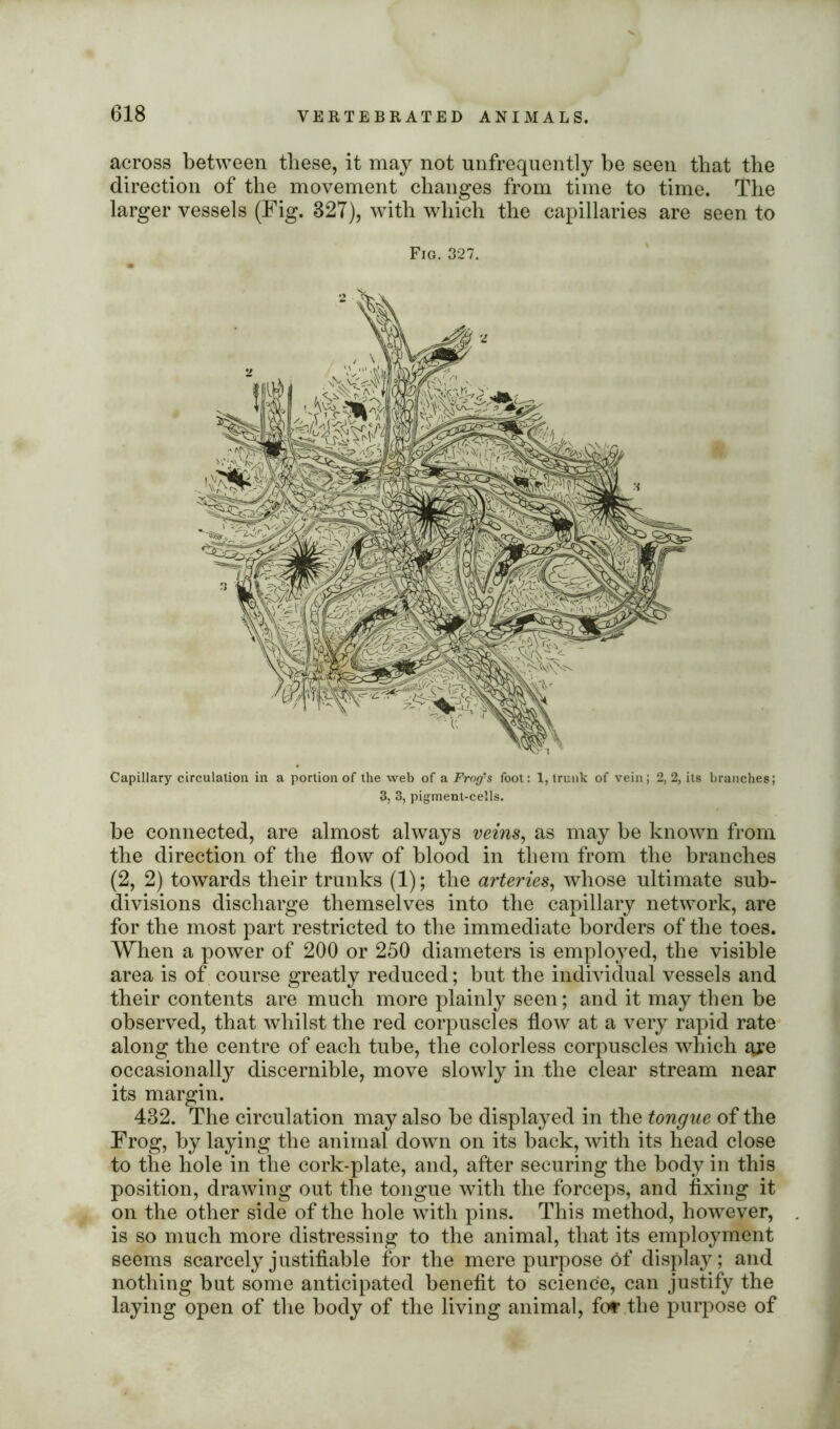 across between these, it may not unfrequently be seen that the direction of the movement changes from time to time. The larger vessels (Fig. 327), with which the capillaries are seen to Fig. 327. Capillary circulation in a portion of the web of a Frog's foot: 1, trunk of vein; 2, 2, its branches; 3, 3, pigment-cells. be connected, are almost always veins, as may be known from the direction of the flow of blood in them from the branches (2, 2) towards their tranks (1); the arteries, whose ultimate sub- divisions discharge themselves into the capillary network, are for the most part restricted to the immediate borders of the toes. When a power of 200 or 250 diameters is employed, the visible area is of course greatly reduced; but the individual vessels and their contents are much more plainly seen; and it may then be observed, that whilst the red corpuscles flow at a very rapid rate along the centre of each tube, the colorless corpuscles which are occasionally discernible, move slowly in the clear stream near its margin. 432. The circulation may also be displayed in the tongue of the Frog, by laying the animal down on its back, with its head close to the hole in the cork-plate, and, after securing the body in this position, drawing out the tongue with the forceps, and fixing it on the other side of the hole with pins. This method, however, is so much more distressing to the animal, that its employment seems scarcely justifiable for the mere purpose of display; and nothing but some anticipated benefit to science, can justify the laying open of the body of the living animal, for the purpose of
