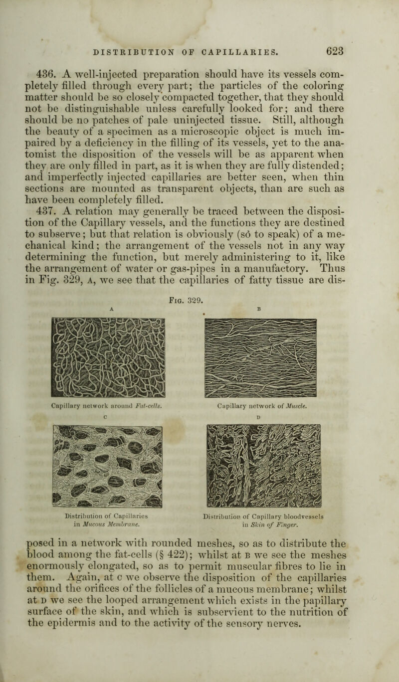436. A well-injected preparation should have its vessels com- pletely filled through every part; the particles of the coloring matter should be so closely compacted together, that they should not be distinguishable unless carefully looked for; and there should he no patches of pale uninjected tissue. Still, although the beauty of a specimen as a microscopic object is much im- paired by a deficiency in the filling of its vessels, yet to the ana- tomist the disposition of the vessels will be as apparent when they are only filled in part, as it is when they are fully distended; and imperfectly injected capillaries are better seen, when thin sections are mounted as transparent objects, than are such as have been completely filled. 43T. A relation may generally he traced between the disposi- tion of the Capillary vessels, and the functions they are destined to subserve; but that relation is obviously (so to speak) of a me- chanical kind; the arrangement of the vessels not in any way determining the function, hut merely administering to it, like the arrangement of water or gas-pipes in a manufactory. Thus in Fig. 329, a, we see that the capillaries of fatty tissue are dis- Fig. 329. Capillary network of Muscle. D Distribution of Capillary bloodvessels in Skin of Finger. Capillary network around Fat-cells. c Distribution of Capillaries in Mucous Membrane. posed in a network with rounded meshes, so as to distribute the blood among the fat-cells (§ 422); whilst at b we see the meshes enormously elongated, so as to permit muscular fibres to lie in them. Again, at c we observe the disposition of the capillaries around the orifices of the follicles of a mucous membrane; whilst at d we see the looped arrangement which exists in the papillary surface of the skin, and which is subservient to the nutrition of the epidermis and to the activity of the sensory nerves.