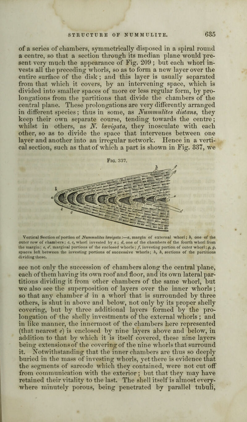 of a series of chambers, symmetrically disposed in a spiral round a centre, so that a section through its median plane would pre- sent very much the appearance of Fig. 209 ; but each whorl in- vests all the preceding whorls, so as to form a new layer over the entire surface of the disk; and this layer is usually separated from that which it covers, by an intervening space, which is divided into smaller spaces of more or less regular form, by pro- longations from the partitions that divide the chambers of the central plane. These prolongations are very differently arranged in different species; thus in some, as Nummulites distans, they keep their own separate course, tending towards the centre; whilst in others, as iF. laevigata, they inosculate with each other, so as to divide the space that intervenes between one layer and another into an irregular network. Hence in a verti- cal section, such as that of which a part is shown in Fig. 33T, we Fig. 337. Vertical Section of portion of Nummulites Icevigataa, margin of external whorl; &, one of the outer row of chambers; c, c, whorl invested by a; d, one of the chambers of the fourth whorl from the margin; e, e', marginal portions of the enclosed whorls ; f, investing portion of outer whorl; g, g, spaces left between the investing portions of successive whorls; h, h, sections of the partitions dividing these. see not only the succession of chambers along the central plane, each of them having its own roof and floor, and its own lateral par- titions dividing it from other chambers of the same whorl, but we also see the superposition of layers over the inner whorls ; so that any chamber d in a whorl that is surrounded by three others, is shut in above and below, not only by its proper shelly covering, but by three additional layers formed by the pro- longation of the shelly investments of the external whorls ; and in like manner, the innermost of the chambers here represented (that nearest e) is enclosed by nine layers above and below, in addition to that by which it is itself covered, these nine layers being extensions of the covering of the nine whorls that surround it. Notwithstanding that the inner chambers are thus so deeply buried in the mass of investing whorls, yet there is evidence that the segments of sarcode which they contained, were not cut off* from communication with the exterior; but that they may have retained their vitality to the last. The shell itself is almost every- where minutely porous, being penetrated by parallel tubuli,