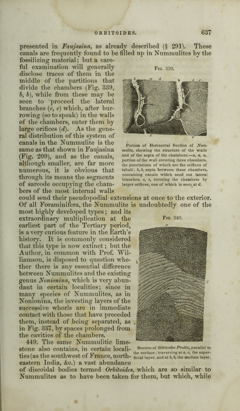 presented in Faujasina, as already described (§ 291). These canals are frequently found to be filled up in ISTummulites by the fossilizing material; but a care- ful examination will generally disclose traces of them in the middle of the partitions that divide the chambers (Fig. 339, b, b), while from these may be seen to proceed the lateral branches (c, c) which, after bur- rowing (so to speak) in the walls of the chambers, enter them by large orifices (d). As the gene- ral distribution of this system of canals in the Eummulite is the same as that shown in Faujasina , and as the canals, smaller, are far more numerous, it is obvious that through its means the segments of sarcode occupying the cham- bers of the most internal walls could send their pseudopodial extensions at once to the exterior. Of all Foraminifera, the Eummulite is undoubtedly one of the most highly developed types; and its extraordinary multiplication at the Fig- 340- earliest part of the Tertiary period, is a very curious feature in the Earth’s history. It is commonly considered that this type is now extinct; but the Author, in common with Prof. Wil- liamson, is disposed to question whe- ther there is any essential difference between Eummulites and the existing genus Nonionina, which is very abun- dant in certain localities; since in many species of Effmmulites, as in Eonionina, the investing layers of the successive whorls are in immediate contact with those that have preceded them, instead of being separated, as in Fig. 337, by spaces prolonged from the cavities of the chambers. 449. The same Hummulitic lime- stone also contains, in certain locali- Section of Orbitoides Prattii, parallel to ties (as the southwest ot I ranee, north- ficial layer, and at 6,6, the median layer, eastern India, &c.) a vast abundance of discoidal bodies termed Orbitoides, which are so similar to FTummulites as to have been taken for them, but which, while (Fig. 209) although s Fig. 339. Portion of Horizontal Section of Num- mulite, showing the structure of the walls and of the septa of the chambers:—a, a, a, portion of the wall covering three chambers, the punctations of which are the orifices of tubuli; 6, 6, septa between these chambers, containing canals which send out lateral branches, c, c, entering the chambers by larger orifices, one of which is seen at d.