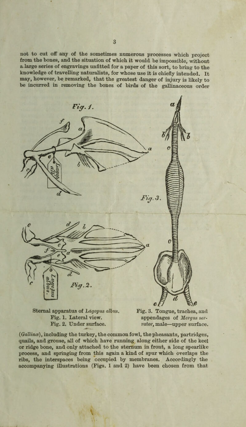 not to cut off any of the sometimes numerous processes which project from the bones, and the situation of which it would be impossible, without a. large series of engravings unfitted for a paper of this sort, to bring to the knowledge of travelling naturalists, for whose use it is chiefly intended. It may, however, be remarked, that the greatest danger of injury is likely to be incurred in removing the bones of birds of the gallinaceous order Sternal apparatus of Ldgopus albus. Fig. 1. Lateral view. Fig. 2. Under surface. Fig. 3. Tongue, trachea, and appendages of Mergus ser- rator, male—upper surface. (Gallince), including the turkey, the common fowl, the pheasants, partridges, quails, and grouse, all of which have running along either side of the keel or ridge bone, and only attached to the sternum in front, a long spearlike process, and springing from this again a kind of spur which overlaps the ribs, the interspaces being occupied by membranes. Accordingly the accompanying illustrations (Figs. 1 and 2) have been chosen from that