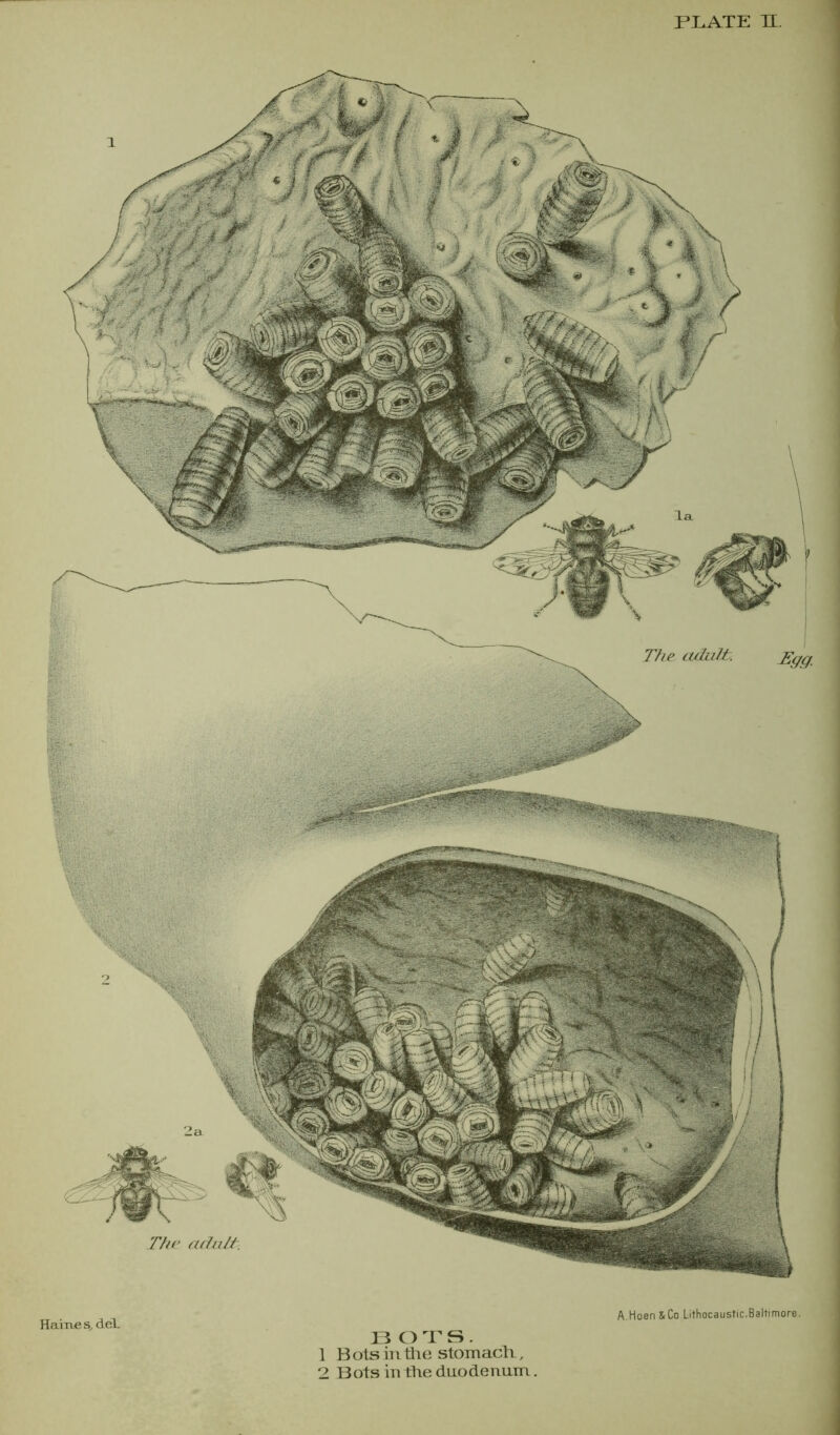 Hain.es, del BOTS. 1 B ots in the stomach., 2 Bots in the duodenum. A.Hoen & Co.Lithocaustic,Baltimore. The adult. The adult. Egg.