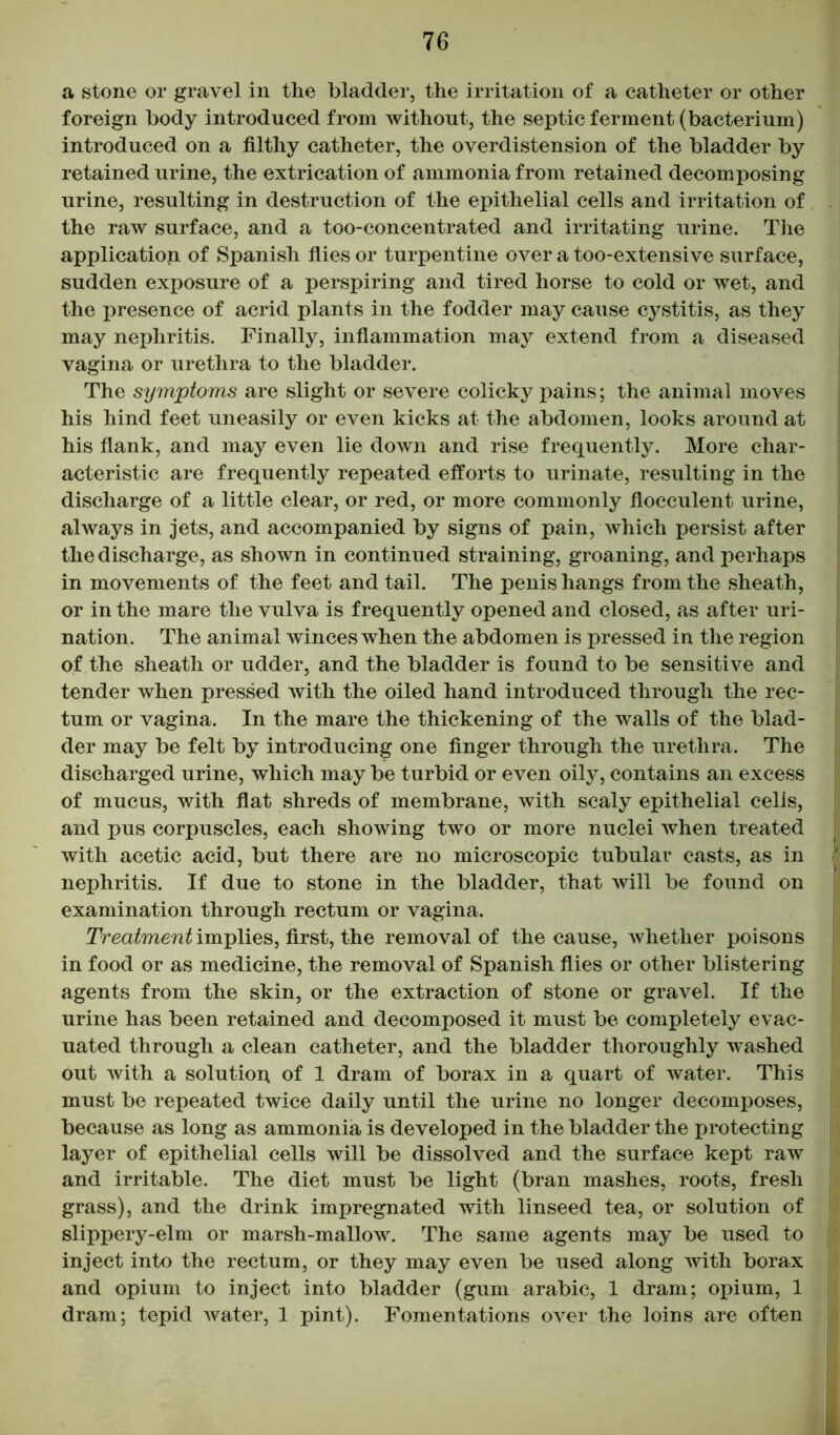 a stone or gravel in the bladder, the irritation of a catheter or other foreign body introduced from Avithout, the septic ferment (bacterium) introduced on a filthy catheter, the overdistension of the bladder by retained urine, the extrication of ammonia from retained decomposing urine, resulting in destruction of the epithelial cells and irritation of the raw surface, and a too-concentrated and irritating urine. The application of Spanish flies or turpentine over a too-extensive surface, sudden exposure of a perspiring and tired horse to cold or wet, and the presence of acrid plants in the fodder may cause cystitis, as they may nephritis. Finally, inflammation may extend from a diseased vagina or urethra to the bladder. The symptoms are slight or severe colicky pains; the animal moves his hind feet uneasily or even kicks at the abdomen, looks around at his flank, and may even lie down and rise frequently. More char- acteristic are frequently repeated efforts to urinate, resulting in the discharge of a little clear, or red, or more commonly flocculent urine, ahvays in jets, and accompanied by signs of pain, which persist after the discharge, as shown in continued straining, groaning, and perhaps in movements of the feet and tail. The penis hangs from the sheath, or in the mare the vulva is frequently opened and closed, as after uri- nation. The animal winces when the abdomen is pressed in the region of the sheath or udder, and the bladder is found to be sensitive and tender when pressed with the oiled hand introduced through the rec- tum or vagina. In the mare the thickening of the walls of the blad- der may be felt by introducing one finger through the urethra. The discharged urine, which may be turbid or even oily, contains an excess of mucus, with flat shreds of membrane, with scaly epithelial cells, and pus corpuscles, each showing two or more nuclei when treated with acetic acid, but there are no microscopic tubular casts, as in nephritis. If due to stone in the bladder, that will be found on examination through rectum or vagina. Treatment implies, first, the removal of the cause, whether poisons in food or as medicine, the removal of Spanish flies or other blistering agents from the skin, or the extraction of stone or gravel. If the urine has been retained and decomposed it must be completely evac- uated through a clean catheter, and the bladder thoroughly washed out with a solution of 1 dram of borax in a quart of water. This must be repeated twice daily until the urine no longer decomposes, because as long as ammonia is developed in the bladder the protecting layer of epithelial cells will be dissolved and the surface kept raw and irritable. The diet must be light (bran mashes, roots, fresh grass), and the drink impregnated with linseed tea, or solution of slippery-elm or marsh-mallow. The same agents may be used to inject into the rectum, or they may even be used along with borax and opium to inject into bladder (gum arabic, 1 dram; opium, 1 dram; tepid water, 1 pint). Fomentations over the loins are often