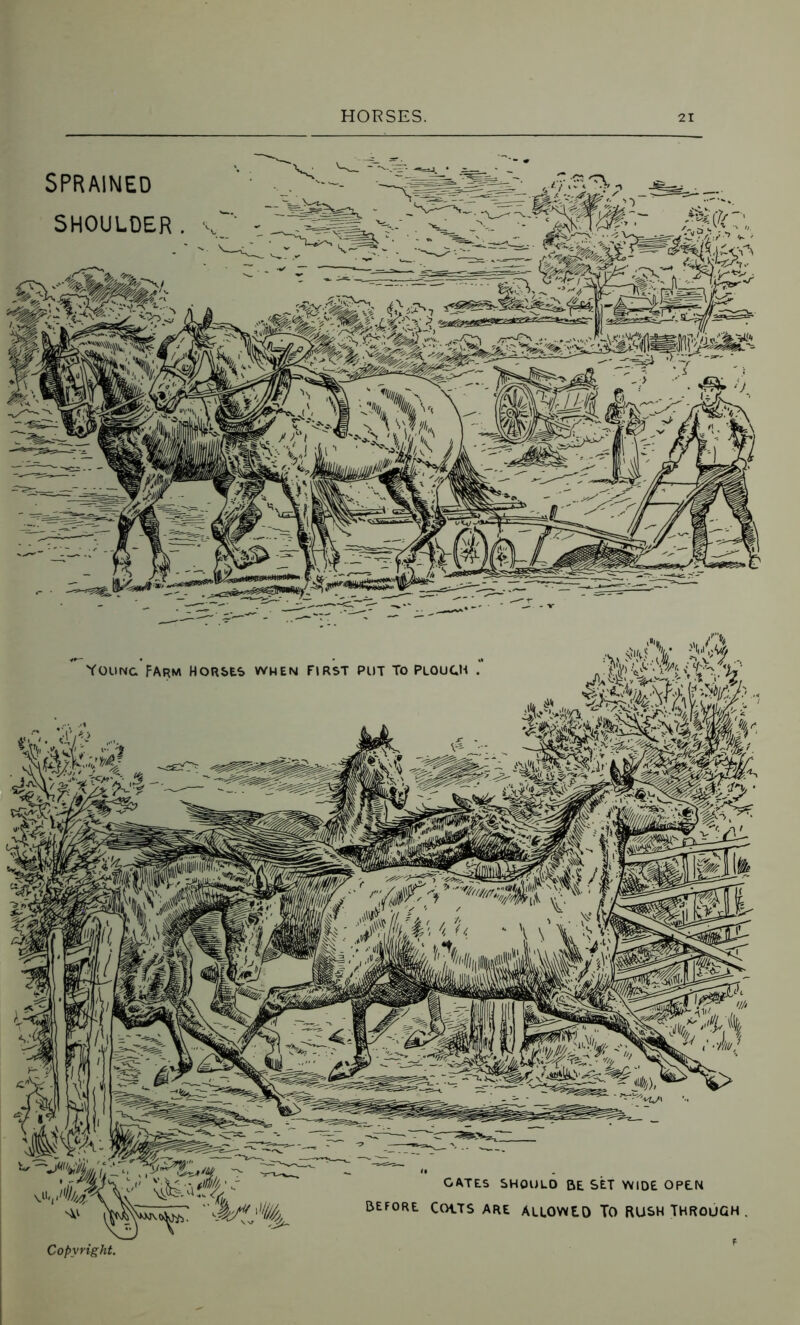Young Farm Horses when first put To plouc.m . ... Copyright. T GATES SHOULD BE SET WIDE OPEN BEFORE COtTS ARE ALLOWED TO RUSH THROUGH