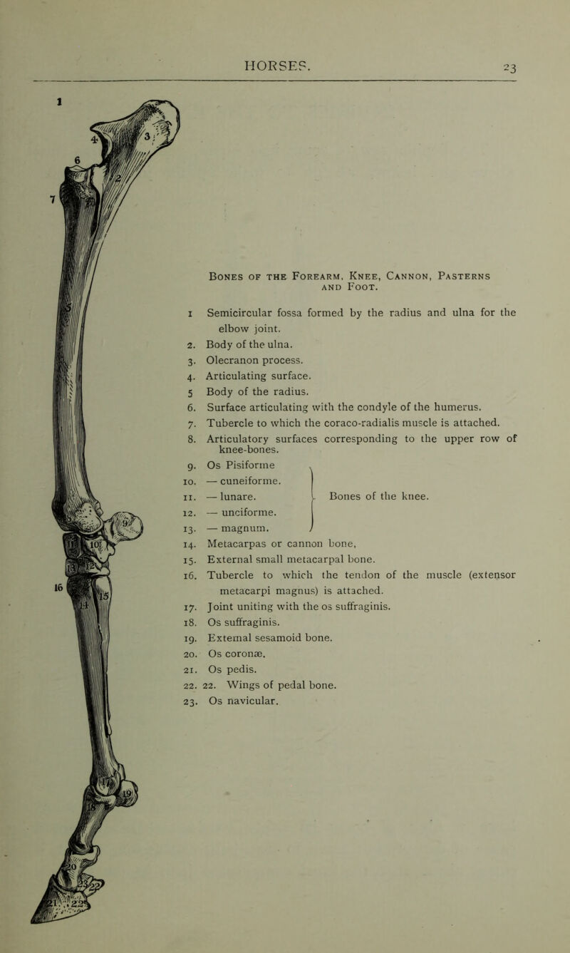 I-IORSE?. Bones of the Forearm, Knee, Cannon, Pasterns and Foot. Semicircular fossa formed by the radius and ulna for the elbow joint. Body of the ulna. Olecranon process. Articulating surface. Body of the radius. Surface articulating with the condyle of the humerus. Tubercle to which the coraco-radialis muscle is attached. Articulatory surfaces corresponding to the upper row of knee-bones. Os Pisiforme . — cuneiforme. — lunare. I Bones of the knee. — unciforme. — magnum. ) Metacarpas or cannon bone, External small metacarpal bone. Tubercle to which the tendon of the muscle (extepsor metacarpi magnus) is attached. J oint uniting with the os suffraginis. Os suffraginis. External sesamoid bone. Os coronas. Os pedis. 22. Wings of pedal bone. Os navicular.