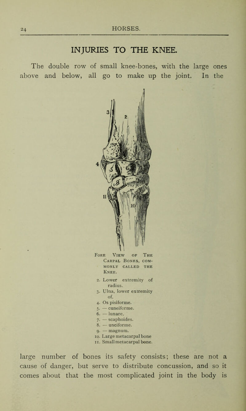 INJURIES TO THE KNEE The double row of small knee-bones, with the large ones above and below, all go to make up the joint. In the Fore View of The Carpal Bones, com- monly CALLED THE Knee. 2. Lower extremity of radius. 3. Ulna, lower extremity of. 4. Os pisiforme. 5. — cuneifcrme. 6. — lunare. 7. -— scaphoides. 8. — unciforme. 9. — magnum. 10. Large metacarpal bone 11. Small metacarpal bone. large number of bones its safety consists; these are not a cause of danger, but serve to distribute concussion, and so it comes about that the most complicated joint in the body is