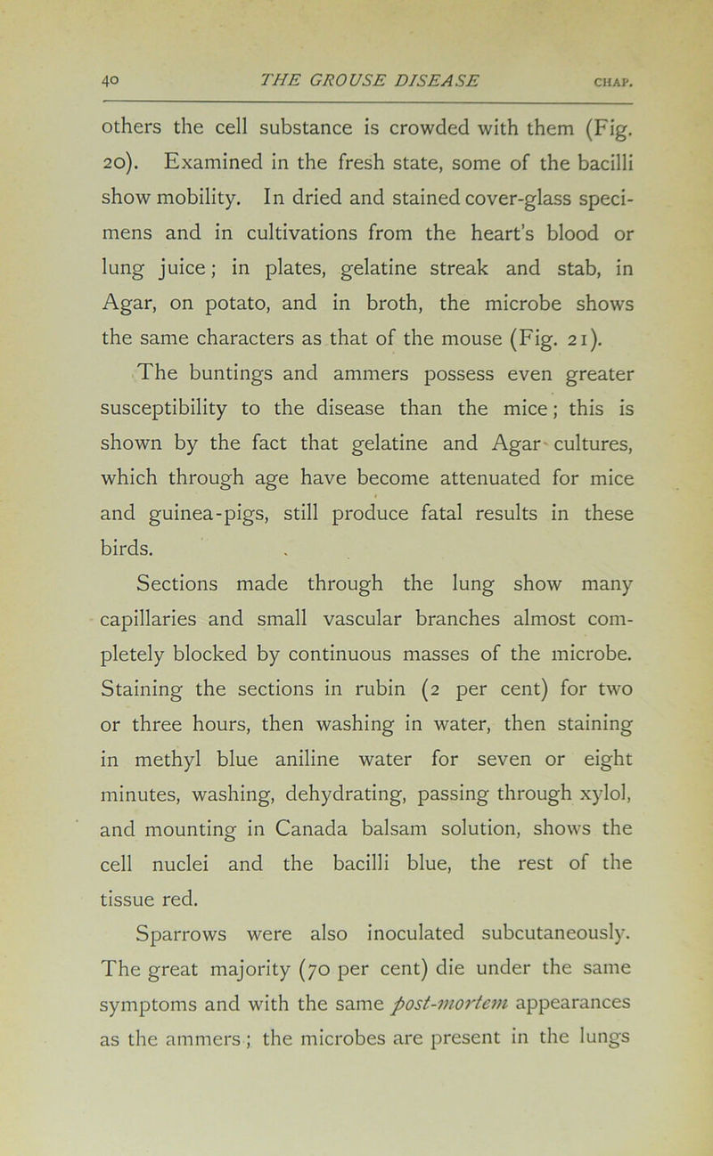 others the cell substance is crowded with them (Fig. 20). Examined in the fresh state, some of the bacilli show mobility. In dried and stained cover-glass speci- mens and in cultivations from the heart’s blood or lung juice; in plates, gelatine streak and stab, in Agar, on potato, and in broth, the microbe shows the same characters as that of the mouse (Fig. 21). The buntings and ammers possess even greater susceptibility to the disease than the mice; this is shown by the fact that gelatine and Agar cultures, which through age have become attenuated for mice and guinea-pigs, still produce fatal results in these birds. Sections made through the lung show many capillaries and small vascular branches almost com- pletely blocked by continuous masses of the microbe. Staining the sections in rubin (2 per cent) for two or three hours, then washing in water, then staining in methyl blue aniline water for seven or eight minutes, washing, dehydrating, passing through xylol, and mounting in Canada balsam solution, shows the cell nuclei and the bacilli blue, the rest of the tissue red. Sparrows were also inoculated subcutaneously. The great majority (70 per cent) die under the same symptoms and with the same post-mortem appearances as the ammers ; the microbes are present in the lungs