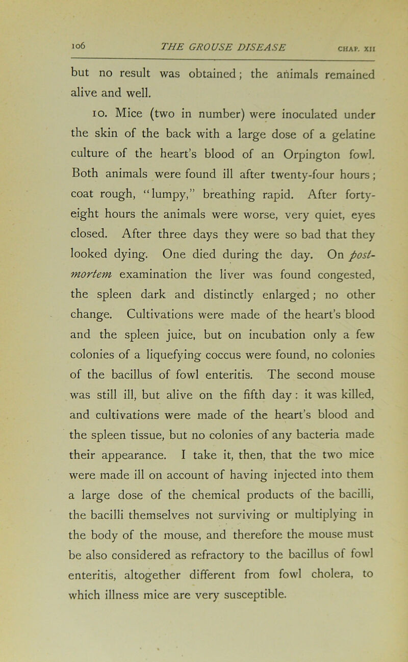 CHAK XII but no result was obtained; the animals remained alive and well. io. Mice (two in number) were inoculated under the skin of the back with a large dose of a gelatine culture of the heart’s blood of an Orpington fowl. Both animals were found ill after twenty-four hours; coat rough, “lumpy,” breathing rapid. After forty- eight hours the animals were worse, very quiet, eyes closed. After three days they were so bad that they looked dying. One died during the day. On post- mortem examination the liver was found congested, the spleen dark and distinctly enlarged; no other change. Cultivations were made of the heart’s blood and the spleen juice, but on incubation only a few colonies of a liquefying coccus were found, no colonies of the bacillus of fowl enteritis. The second mouse was still ill, but alive on the fifth day : it was killed, and cultivations were made of the heart’s blood and the spleen tissue, but no colonies of any bacteria made their appearance. I take it, then, that the two mice were made ill on account of having injected into them a large dose of the chemical products of the bacilli, the bacilli themselves not surviving or multiplying in the body of the mouse, and therefore the mouse must be also considered as refractory to the bacillus of fowl enteritis, altogether different from fowl cholera, to which illness mice are very susceptible.
