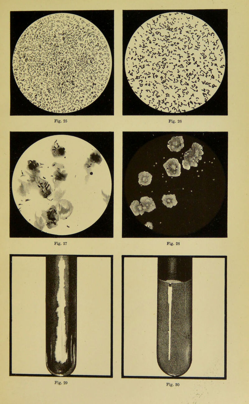 Fig. 27 Fig. 28 Fig- 29 Pig. 80