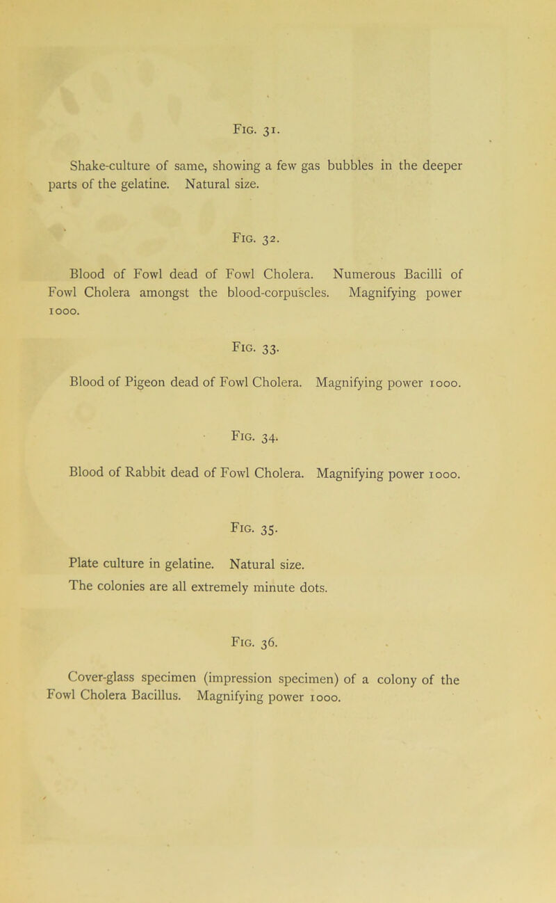 Shake-culture of same, showing a few gas bubbles in the deeper parts of the gelatine. Natural size. Fig. 32. Blood of Fowl dead of Fowl Cholera. Numerous Bacilli of Fowl Cholera amongst the blood-corpuscles. Magnifying power 1000. Fig. 33. Blood of Pigeon dead of Fowl Cholera. Magnifying power 1000. Fig. 34. Blood of Rabbit dead of Fowl Cholera. Magnifying power 1000. Fig. 35. Plate culture in gelatine. Natural size. The colonies are all extremely minute dots. Fig. 36. Cover-glass specimen (impression specimen) of a colony of the Fowl Cholera Bacillus. Magnifying power 1000.