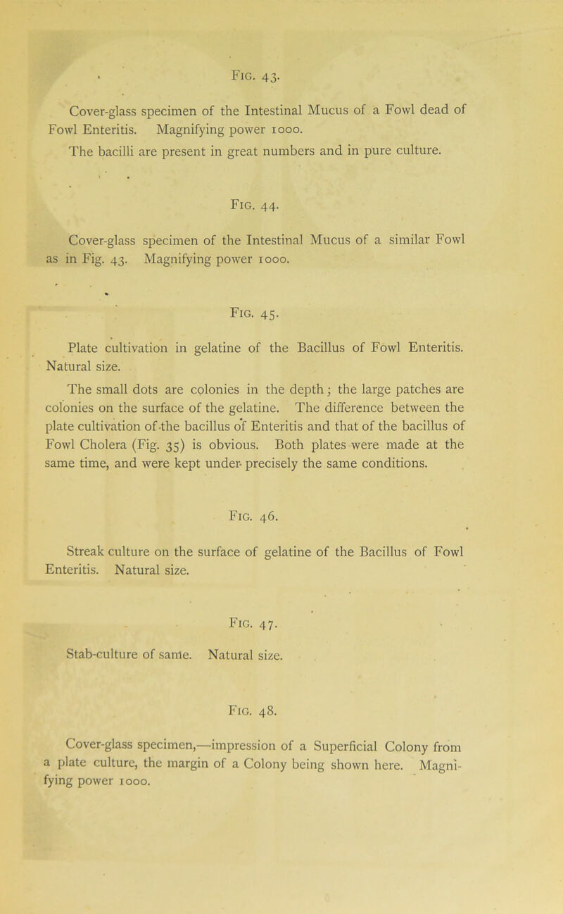 Cover-glass specimen of the Intestinal Mucus of a Fowl dead of Fowl Enteritis. Magnifying power 1000. The bacilli are present in great numbers and in pure culture. Fig. 44. Cover-glass specimen of the Intestinal Mucus of a similar Fowl as in Fig. 43. Magnifying power 1000. Fig. 45- Plate cultivation in gelatine of the Bacillus of Fowl Enteritis. Natural size. The small dots are colonies in the depth; the large patches are colonies on the surface of the gelatine. The difference between the plate cultivation of-the bacillus of Enteritis and that of the bacillus of Fowl Cholera (Fig. 35) is obvious. Both plates were made at the same time, and were kept under- precisely the same conditions. Fig. 46. Streak culture on the surface of gelatine of the Bacillus of Fowl Enteritis. Natural size. Fig. 47. Stab-culture of same. Natural size. Fig. 48. Cover-glass specimen,—impression of a Superficial Colony from a plate culture, the margin of a Colony being shown here. Magni- fying power 1000.