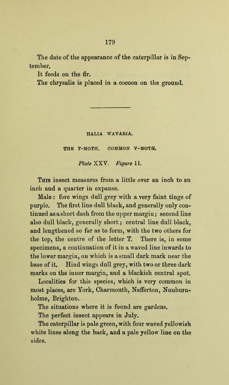 The date of the appearance of the caterpillar is in Sep' tember. It feeds on the fir. The chrysalis is placed in a cocoon on the ground. HALIA WAVAKIA. THE T-MOTH. COMMON V-MOTfl. Plate XXV. Figure 11. This insect measures from a little over an inch to an inch and a quarter in expanse. Male : fore wings dull grey with a very faint tinge of purple. The first line dull black, and generally only con- tinued as a short dash from the upper margin; second line also dull black, generally short; central line dull black, and lengthened so far as to form, with the two others for the top, the centre of the letter T. There is, in some specimens, a continuation of it in a waved line inwards to the lower margin, on which is a small dark mark near the base of it. Hind wings dull grey, with two or three dark marks on the inner margin, and a blackish central spot. Localities for this species, which is very common in most places, are York, Charmouth, Nafferton, Nunburn- holme, Brighton. The situations where it is found are gardens. The perfect insect appears in July. The caterpillar is pale green, with four waved yellowish white lines along the back, and a pale yellow line on the sides.