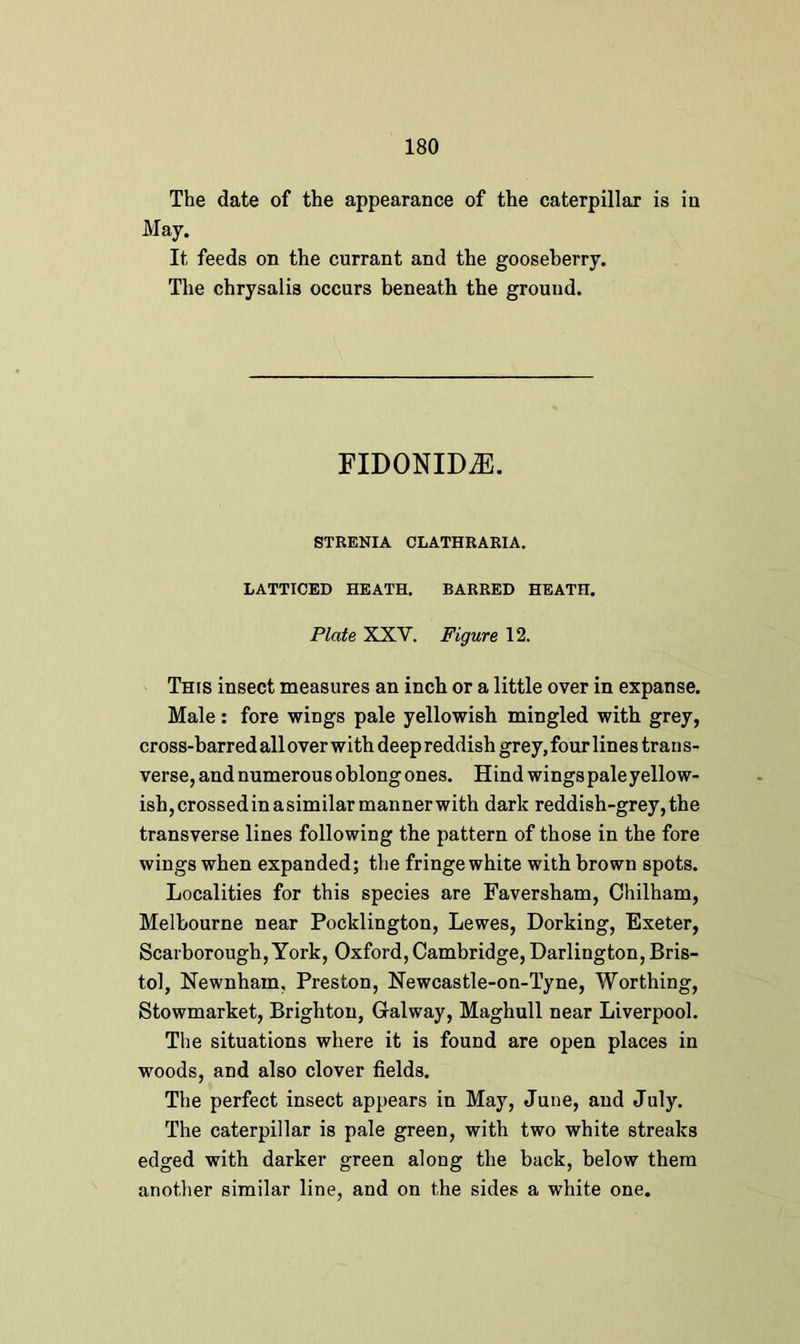 The date of the appearance of the caterpillar is in May. It feeds on the currant and the gooseberry. The chrysalis occurs beneath the ground. FIDONIDiE. STRENIA CLATHRARIA. LATTICED HEATH. BARRED HEATH. Plate XXV. Figure 12. This insect measures an inch or a little over in expanse. Male: fore wings pale yellowish mingled with grey, cross-barred all over with deep reddish grey, four lines trans- verse, and numerous oblong ones. Hind wingspaleyellow- ish,crossedinasimilarmannerwith dark reddish-grey,the transverse lines following the pattern of those in the fore wings when expanded; the fringe white with brown spots. Localities for this species are Faversham, Chilham, Melbourne near Pocklington, Lewes, Dorking, Exeter, Scarborough, York, Oxford, Cambridge, Darlington, Bris- tol, Newnhain, Preston, Newcastle-on-Tyne, Worthing, Stowmarket, Brighton, Galway, Maghull near Liverpool. The situations where it is found are open places in woods, and also clover fields. The perfect insect appears in May, June, and July. The caterpillar is pale green, with two white streaks edged with darker green along the back, below them another similar line, and on the sides a white one.