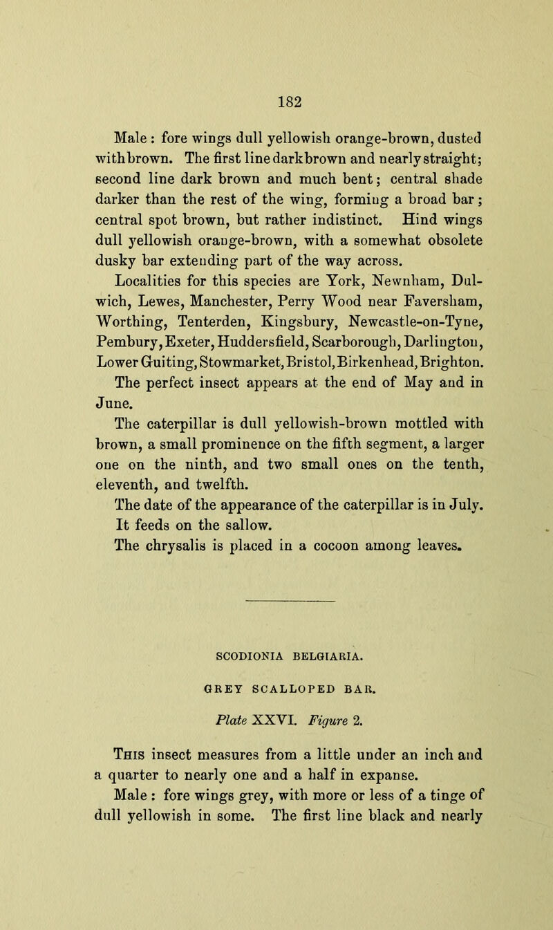 Male : fore wings dull yellowish orange-brown, dusted with brown. The first line dark brown and nearly straight; second line dark brown and much bent; central shade darker than the rest of the wing, forming a broad bar; central spot brown, but rather indistinct. Hind wings dull yellowish orange-brown, with a somewhat obsolete dusky bar extending part of the way across. Localities for this species are York, Newnham, Dul- wich, Lewes, Manchester, Perry Wood near Faversham, Worthing, Tenterden, Kingsbury, Newcastle-on-Tyne, Pembury, Exeter, Huddersfield, Scarborough, Darlington, Lower Guiting, Stowmarket, Bristol, Birkenhead, Brighton. The perfect insect appears at the end of May and in June. The caterpillar is dull yellowish-brown mottled with brown, a small prominence on the fifth segment, a larger one on the ninth, and two small ones on the tenth, eleventh, and twelfth. The date of the appearance of the caterpillar is in July. It feeds on the sallow. The chrysalis is placed in a cocoon among leaves. SCODIONIA BELGIARIA. GREY SCALLOPED BAR. Plate XXYI. Figure 2. This insect measures from a little under an inch and a quarter to nearly one and a half in expanse. Male : fore wings grey, with more or less of a tinge of dull yellowish in some. The first line black and nearly