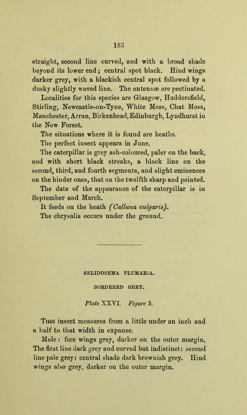 straight, second line curved, and with a broad shade beyond its lower end ; central spot black. Hind wings darker grey, with a blackish central spot followed by a dusky slightly waved line. The antennae are pectinated. Localities for this species are Glasgow, Huddersfield, Stirling, Newcastle-on-Tyne, White Moss, Chat Moss, Manchester, Arran, Birkenhead, Edinburgh, Lyndhurst in the New Forest. The situations where it is found are heaths. The perfect iusect appears in June. The caterpillar is grey ash-coloured, paler on the back, and with short black streaks, a black line on the second, third, and fourth segments, and slight eminences on the hinder ones, that on the twelfth sharp and pointed. The date of the appearance of the caterpillar is in September and March. It feeds on the heath (Calluna vulgaris). The chrysalis occurs under the ground. SELIDOSEMA PLUMAR1A. BORDERED GREY. Plate XXYI. Figure 3. Tihs insect measures from a little under an inch and a half to that width in expanse. Male : fore wings grey, darker on the outer margin. The first line dark grey and curved but indistinct: second line pale grey: central shade dark brownish grey. Hind wings also grey, darker on the outer margin.