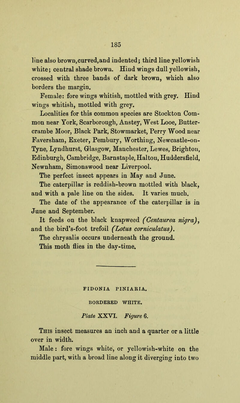 line also brown,curved,and indented; third line yellowish white; central shade brown. Hind wings dull yellowish, crossed with three bands of dark brown, which also borders the margin. Female: fore wings whitish, mottled with grey. Hind wings whitish, mottled with grey. Localities for this common species are Stockton Com- mon near York, Scarborough, Anstey, West Looe, Butter- crambe Moor, Black Park, Stowmarket, Perry Wood near Faversham, Exeter, Pembury, Worthing, Newcastle-on- Tyne, Lyndhurst, Glasgow, Manchester, Lewes, Brighton, Edinburgh, Cambridge, Barnstaple, Haltou, Huddersfield, Newnham, Simonswood near Liverpool. The perfect insect appears in May and June. The caterpillar is reddish-brown mottled with black, and with a pale line on the sides. It varies much. The date of the appearance of the caterpillar is in June and September. It feeds on the black knapweed (Centaurea nigra), and the bird’s-foot trefoil (Lotus corniculatus). The chrysalis occurs underneath the ground. This moth flies in the day-time. FIDONIA PINIARIA. BORDERED WHITE. Plate XXVI. Figure 6. This insect measures an inch and a quarter or a little over in width. Male: fore wings white, or yellowish-white on the middle part, with a broad line along it diverging into two