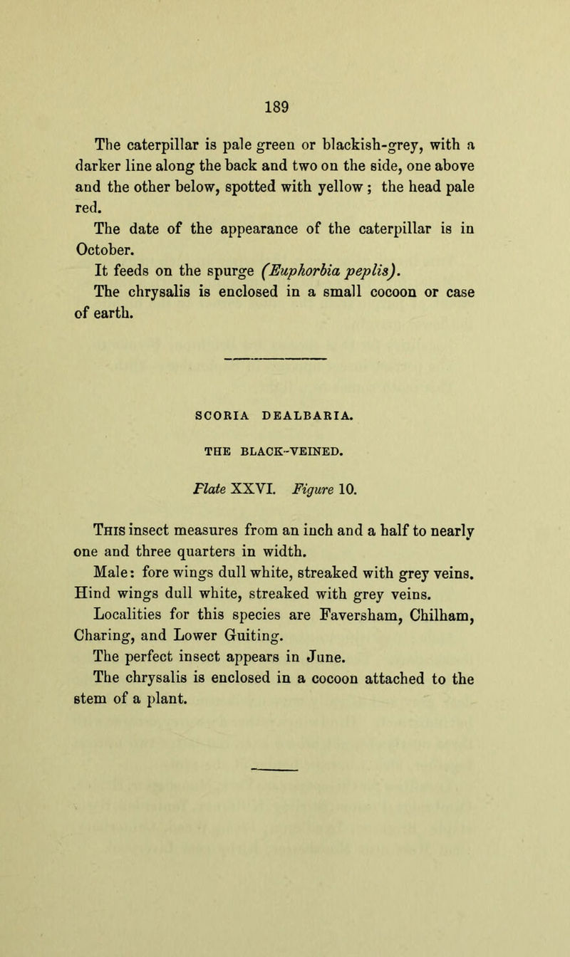 The caterpillar is pale green or blackish-grey, with a darker line along the back and two on the side, one above and the other below, spotted with yellow ; the head pale red. The date of the appearance of the caterpillar is in October. It feeds on the spurge (Euphorbia peplis). The chrysalis is enclosed in a small cocoon or case of earth. SCORIA DEALBARIA. THE BLACK-VEINED. Flate XXVI. Figure 10. This insect measures from an inch and a half to nearly one and three quarters in width. Male: fore wings dull white, streaked with grey veins. Hind wings dull white, streaked with grey veins. Localities for this species are Faversham, Chilham, Charing, and Lower Guiting. The perfect insect appears in June. The chrysalis is enclosed in a cocoon attached to the stem of a plant.