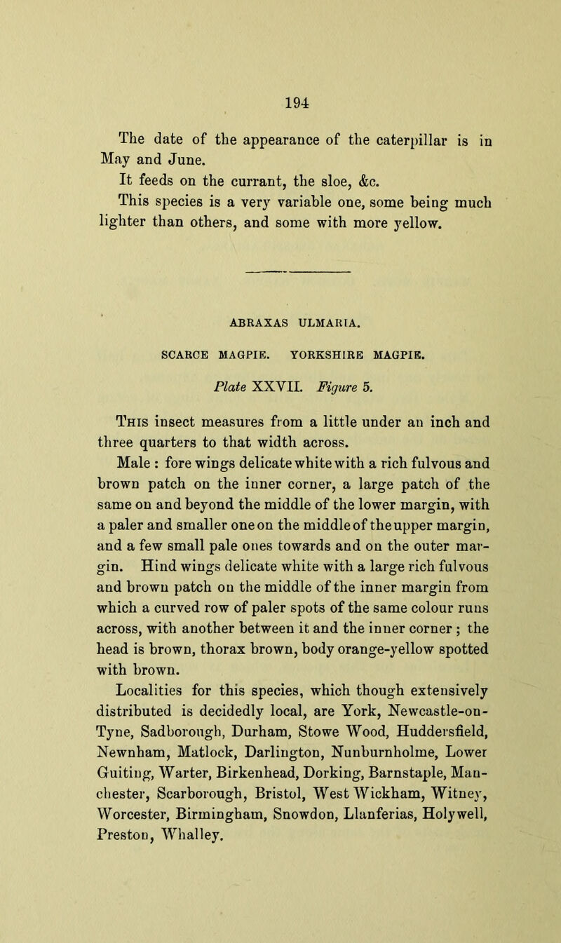 The date of the appearance of the caterpillar is in May and June. It feeds on the currant, the sloe, &c. This species is a very variable one, some being much lighter than others, and some with more yellow. ABRAXAS ULMARIA. SCARCE MAGPIE. YORKSHIRE MAGPIE. Plate XXVII. Figure 5. This insect measures from a little under an inch and three quarters to that width across. Male : fore wings delicate white with a rich fulvous and brown patch on the inner corner, a large patch of the same on and beyond the middle of the lower margin, with a paler and smaller one on the middle of the upper margin, and a few small pale ones towards and on the outer mar- gin. Hind wings delicate white with a large rich fulvous and brown patch on the middle of the inner margin from which a curved row of paler spots of the same colour runs across, with another between it and the inner corner ; the head is brown, thorax brown, body orange-yellow spotted with brown. Localities for this species, which though extensively distributed is decidedly local, are York, Newcastle-on - Tyne, Sadborongh, Durham, Stowe Wood, Huddersfield, Newnham, Matlock, Darlington, Nunburnholme, Lower Guitiug, Warter, Birkenhead, Dorking, Barnstaple, Man- chester, Scarborough, Bristol, West Wickham, Witney, Worcester, Birmingham, Snowdon, Llanferias, Holywell, Preston, Whalley.