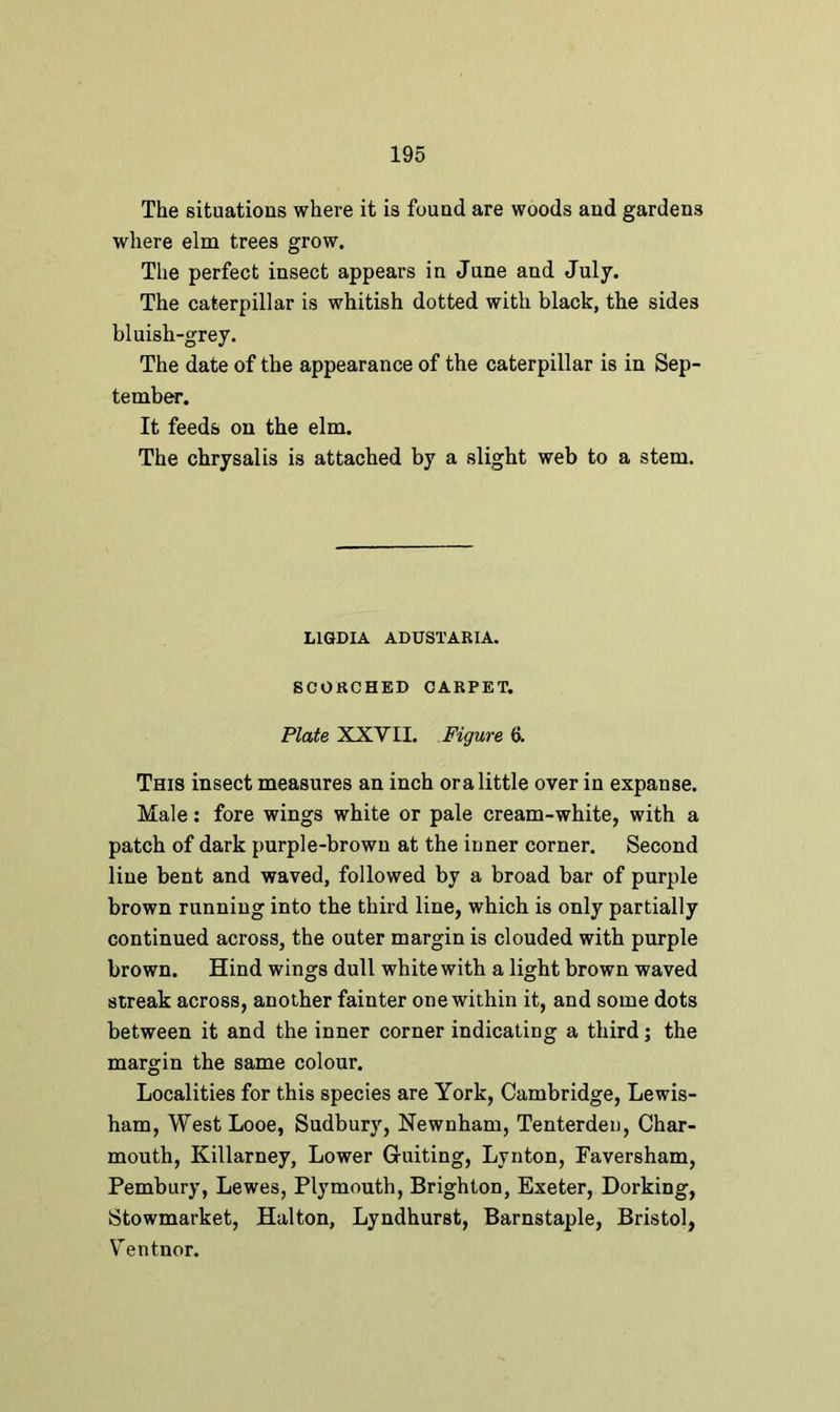 The situations where it is found are woods and gardens where elm trees grow. The perfect insect appears in June and July. The caterpillar is whitish dotted with black, the sides bluish-grey. The date of the appearance of the caterpillar is in Sep- tember. It feeds on the elm. The chrysalis is attached by a slight web to a stem. L1GDIA ADUSTARIA. SCORCHED CARPET. Plate XXVII. Figure 6. This insect measures an inch ora little over in expanse. Male: fore wings white or pale cream-white, with a patch of dark purple-brown at the inner corner. Second line bent and waved, followed by a broad bar of purple brown running into the third line, which is only partially continued across, the outer margin is clouded with purple brown. Hind wings dull white with a light brown waved streak across, another fainter one within it, and some dots between it and the inner corner indicating a third; the margin the same colour. Localities for this species are York, Cambridge, Lewis- ham, West Looe, Sudbury, Newnham, Tenterden, Char- mouth, Killarney, Lower Guiting, Lynton, Faversham, Pembury, Lewes, Plymouth, Brighton, Exeter, Dorking, Stowmarket, Halton, Lyndhurst, Barnstaple, Bristol, Ventnor.